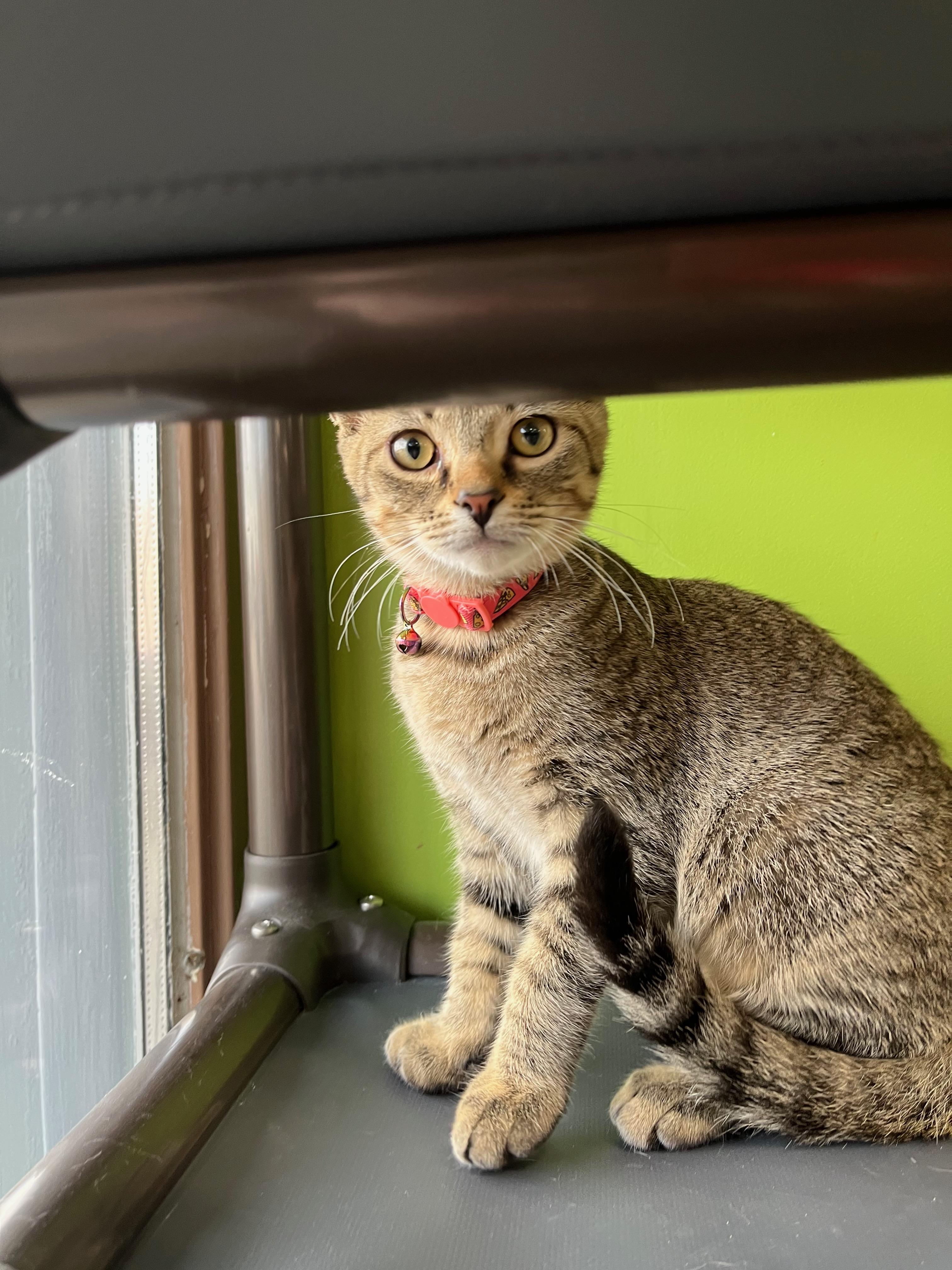 Enlarge Razzles, a Adopted Domestic Short Hair in Richmond, KY image 6/6