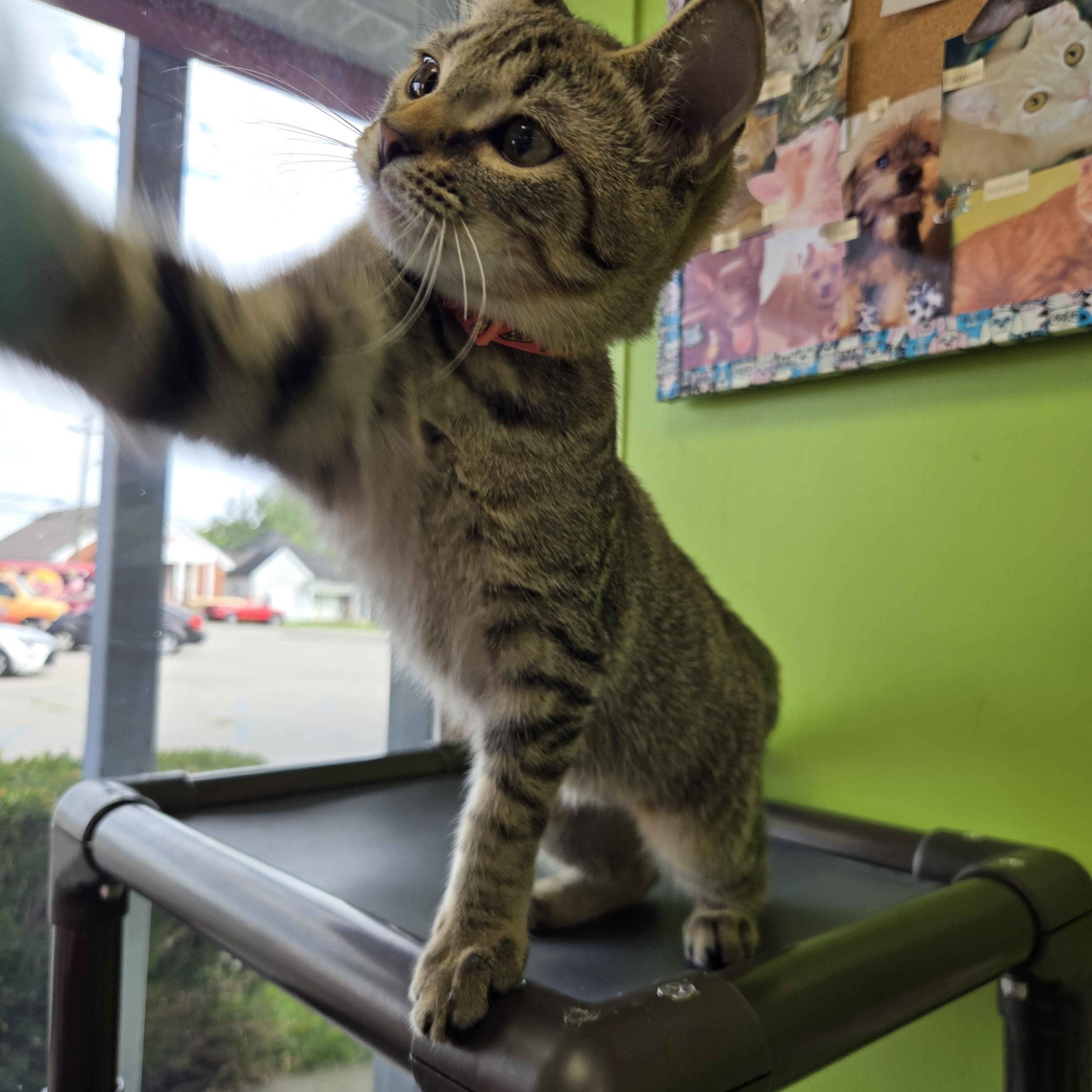 Enlarge Razzles, a Adopted Domestic Short Hair in Richmond, KY image 4/6