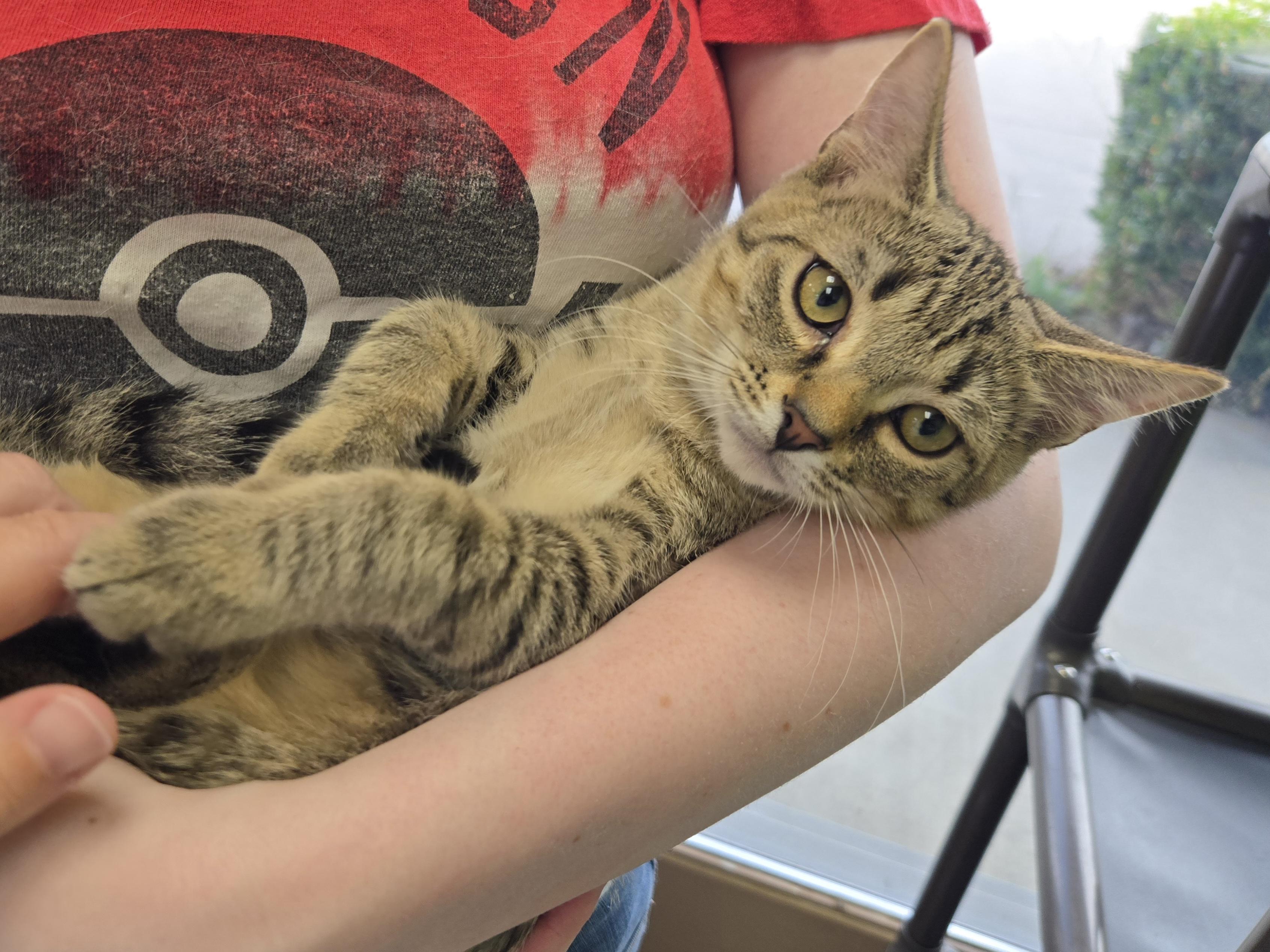 Enlarge Razzles, a Adopted Domestic Short Hair in Richmond, KY image 5/6