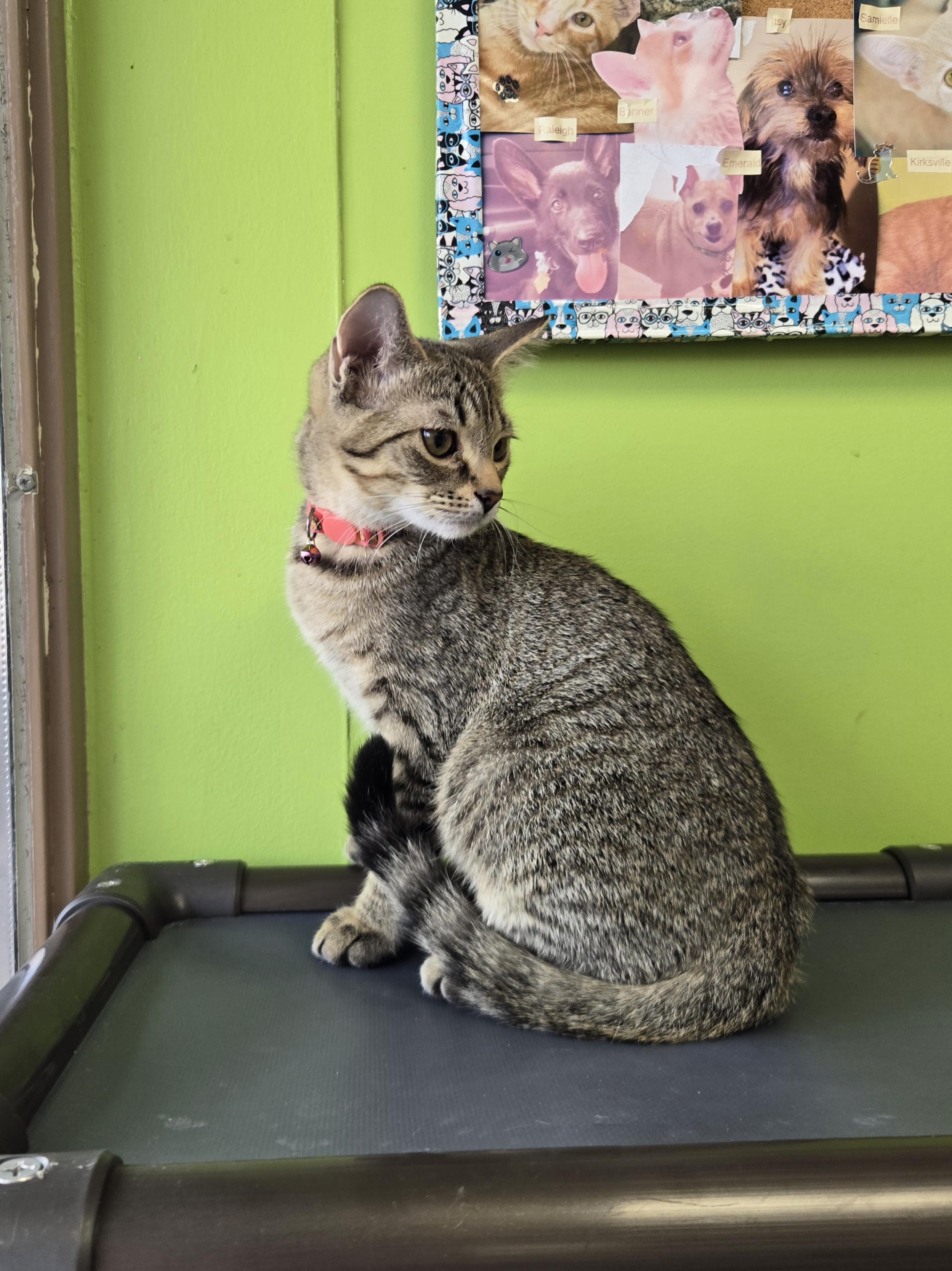 Enlarge Razzles, a Adopted Domestic Short Hair in Richmond, KY image 2/6