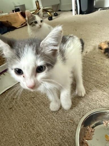 Ryland, Adoptable, Young Male Domestic Medium Hair & Calico.