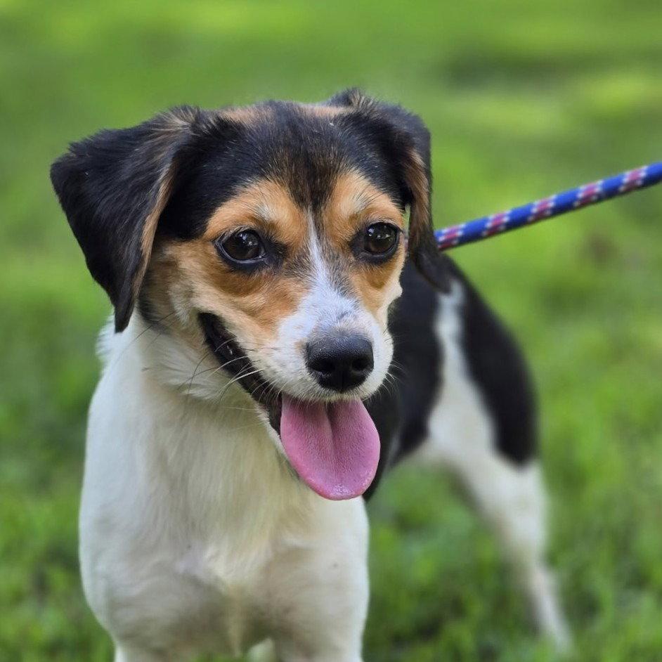 Enlarge Sour Patch, a Adoptable Beagle in Locust Fork, AL image 1/3