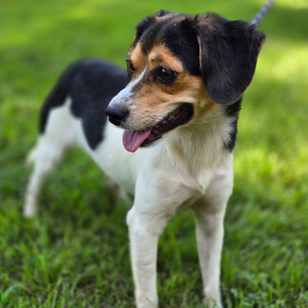 Enlarge Sour Patch, a Adoptable Beagle in Locust Fork, AL image 2/3