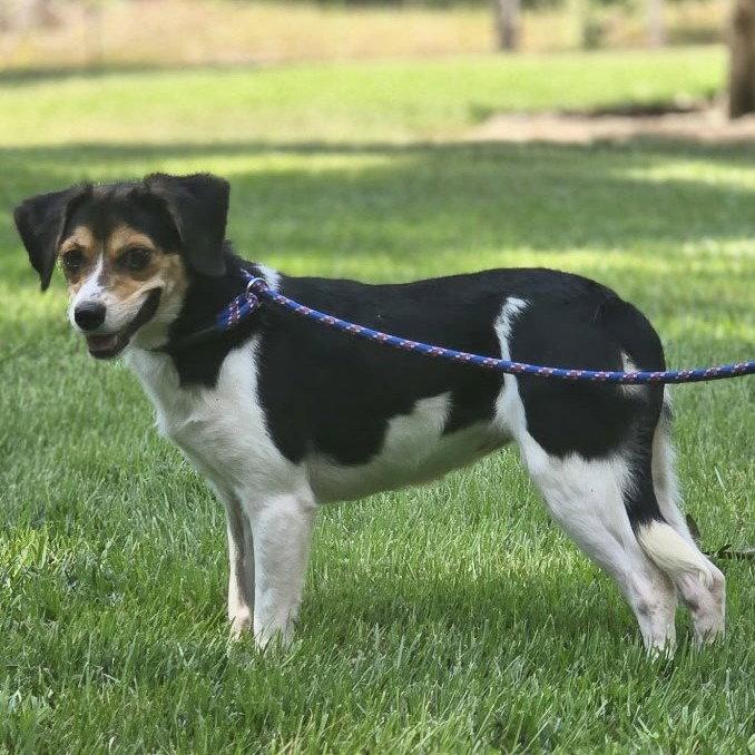 Enlarge Sour Patch, a Adoptable Beagle in Locust Fork, AL image 3/3