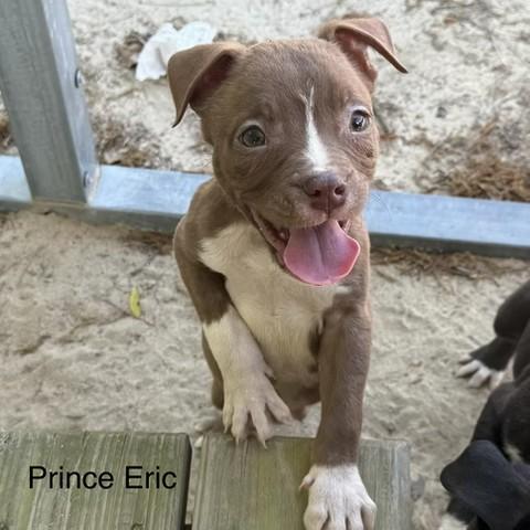 Prince Eric, ADOPTABLE, Puppy Male Terrier.