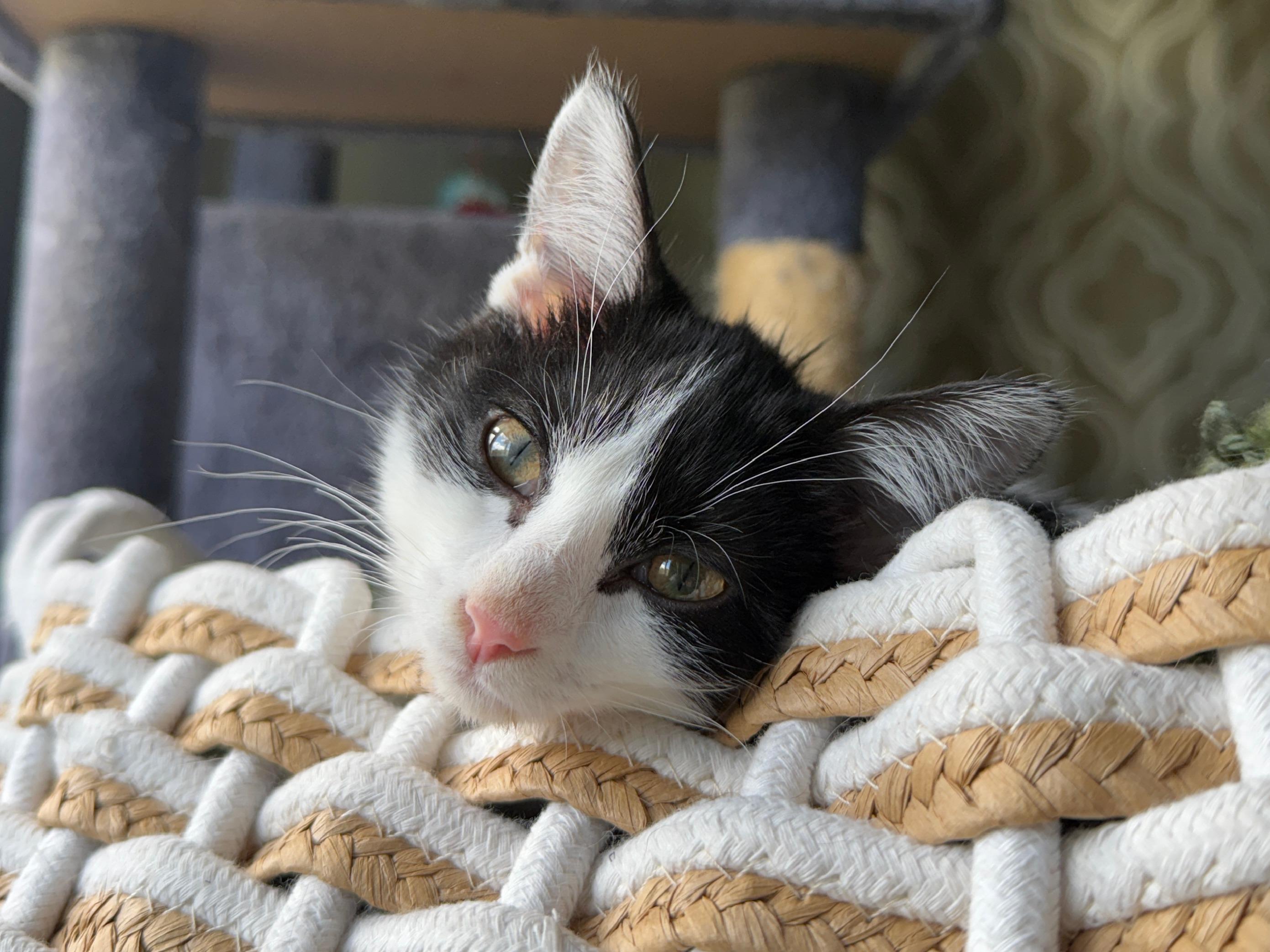 Chickadee, a Adoptable Domestic Short Hair in Wautoma, WI image 2/4