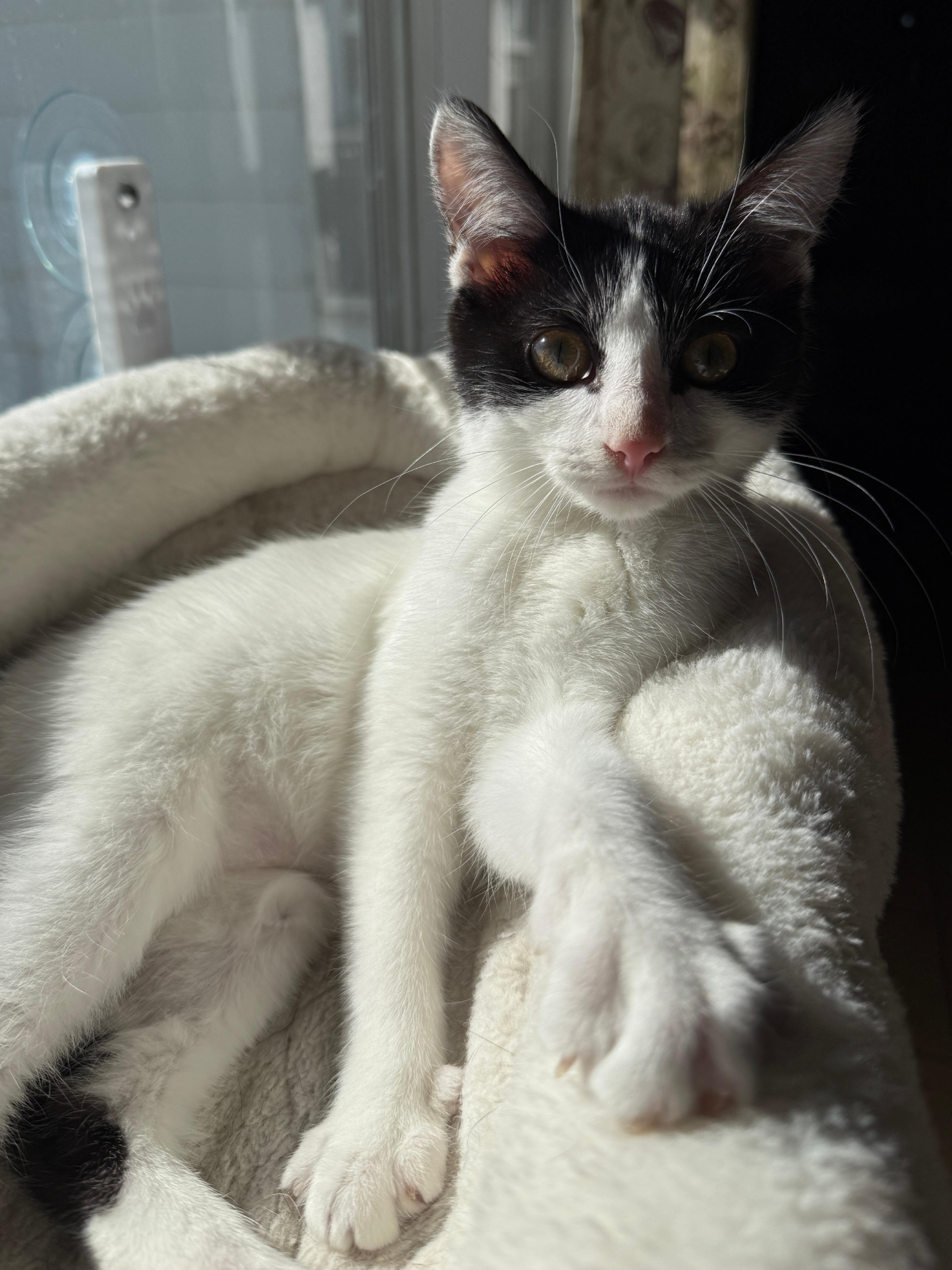 Chickadee, a Adoptable Domestic Short Hair in Wautoma, WI image 1/4