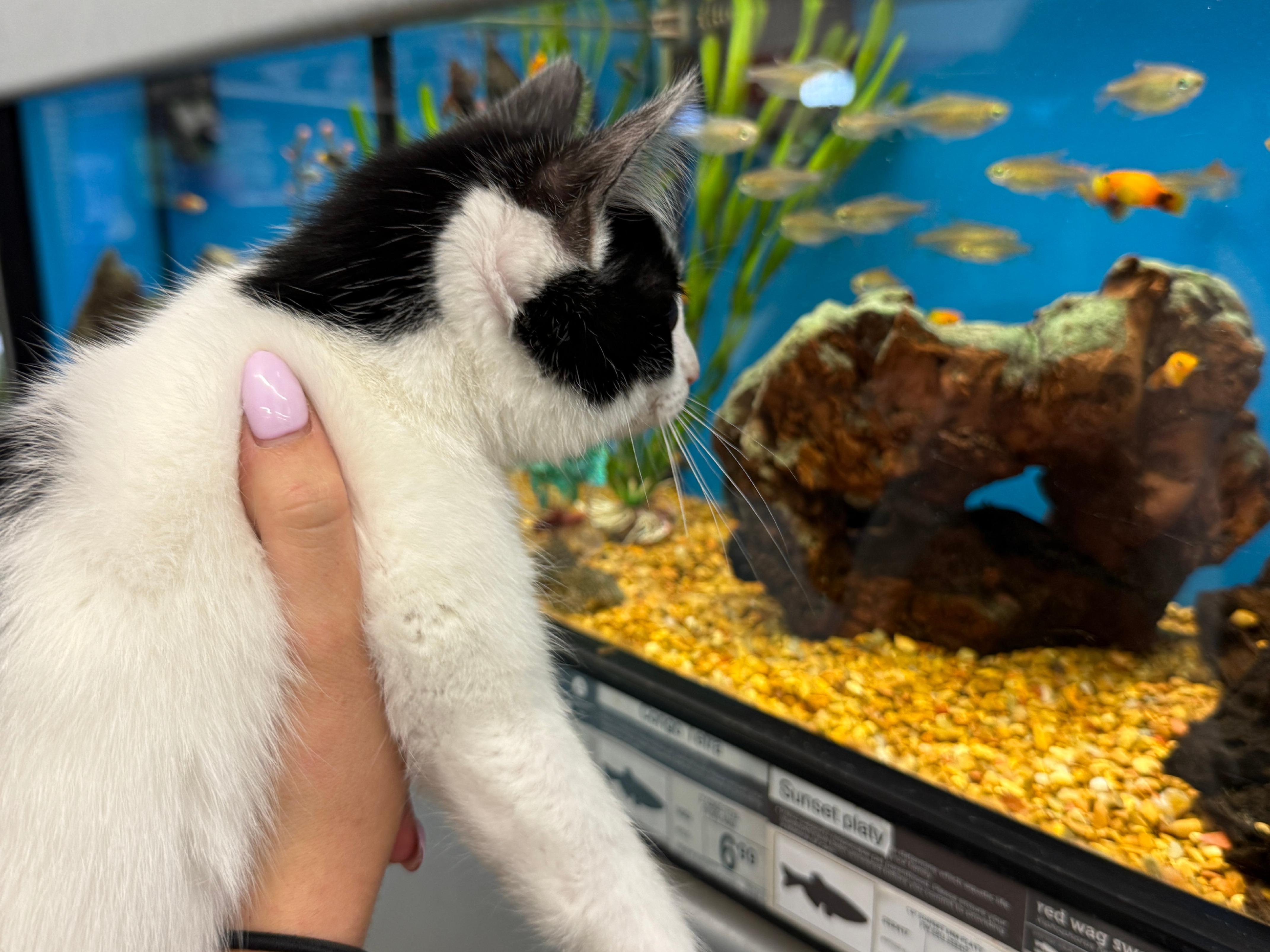 Chickadee, a Adoptable Domestic Short Hair in Wautoma, WI image 3/4