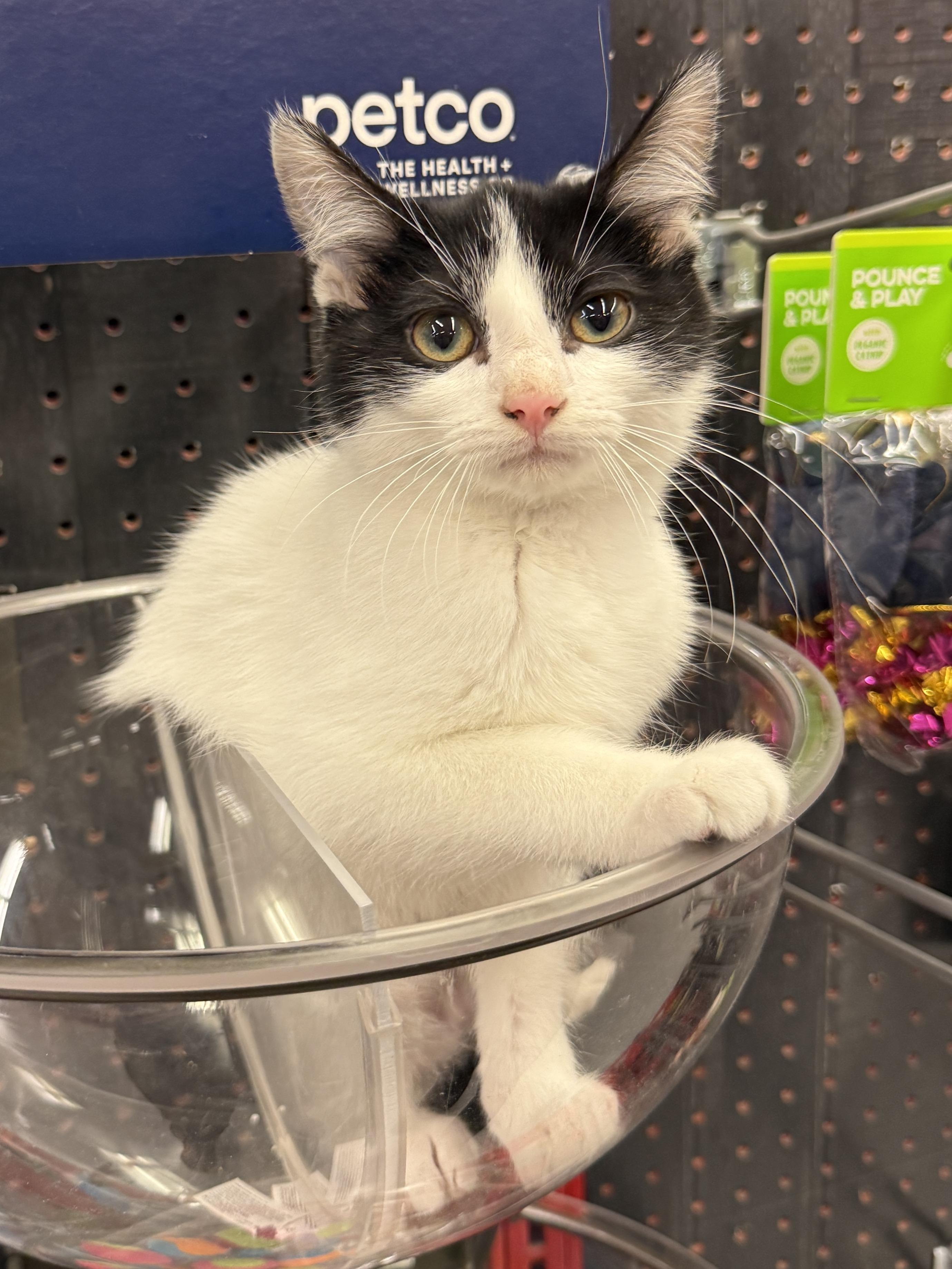 Chickadee, a Adoptable Domestic Short Hair in Wautoma, WI image 4/4