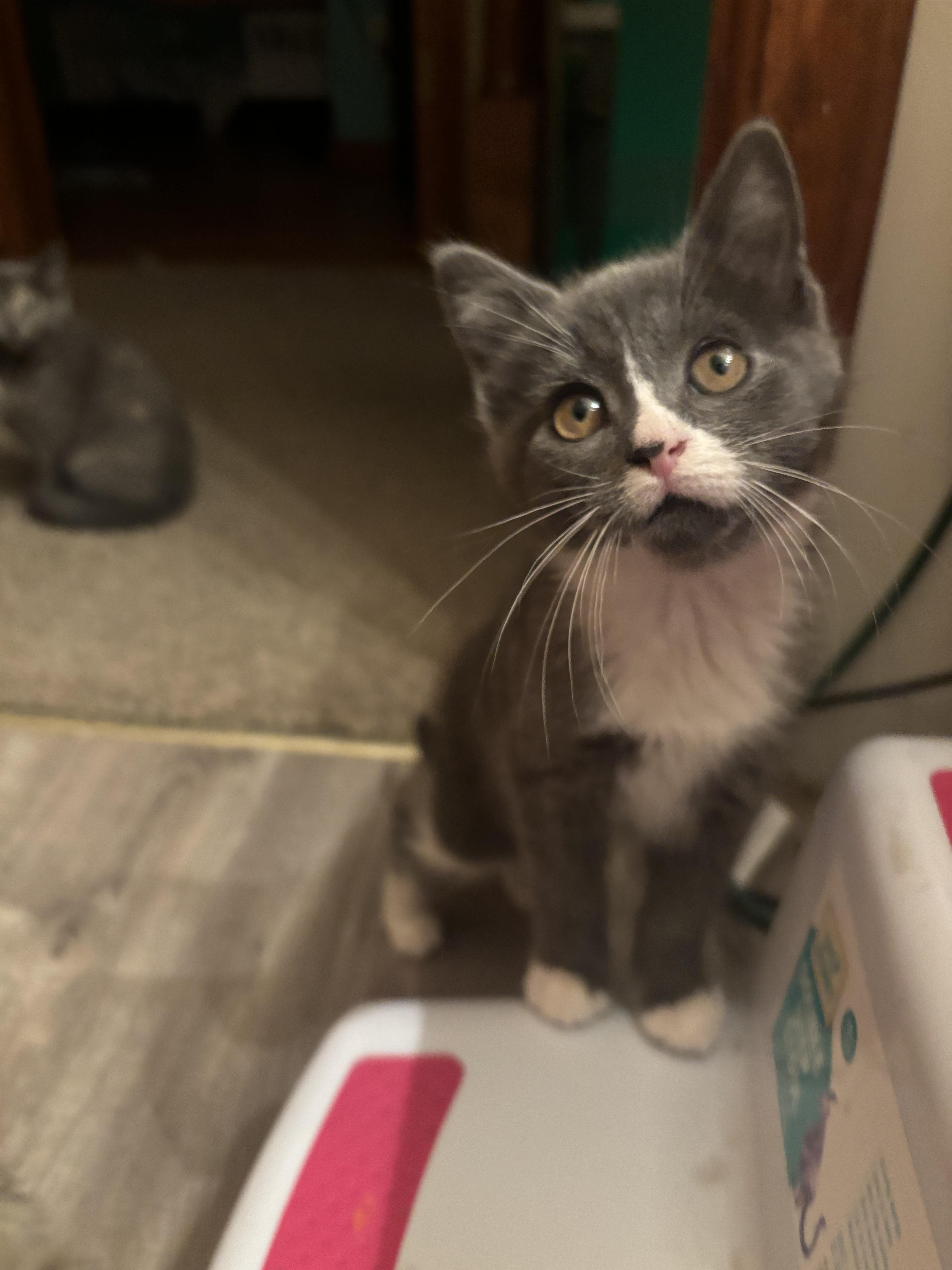 Cat for adoption Puddle, a Domestic Short Hair Mix in Syracuse, NY