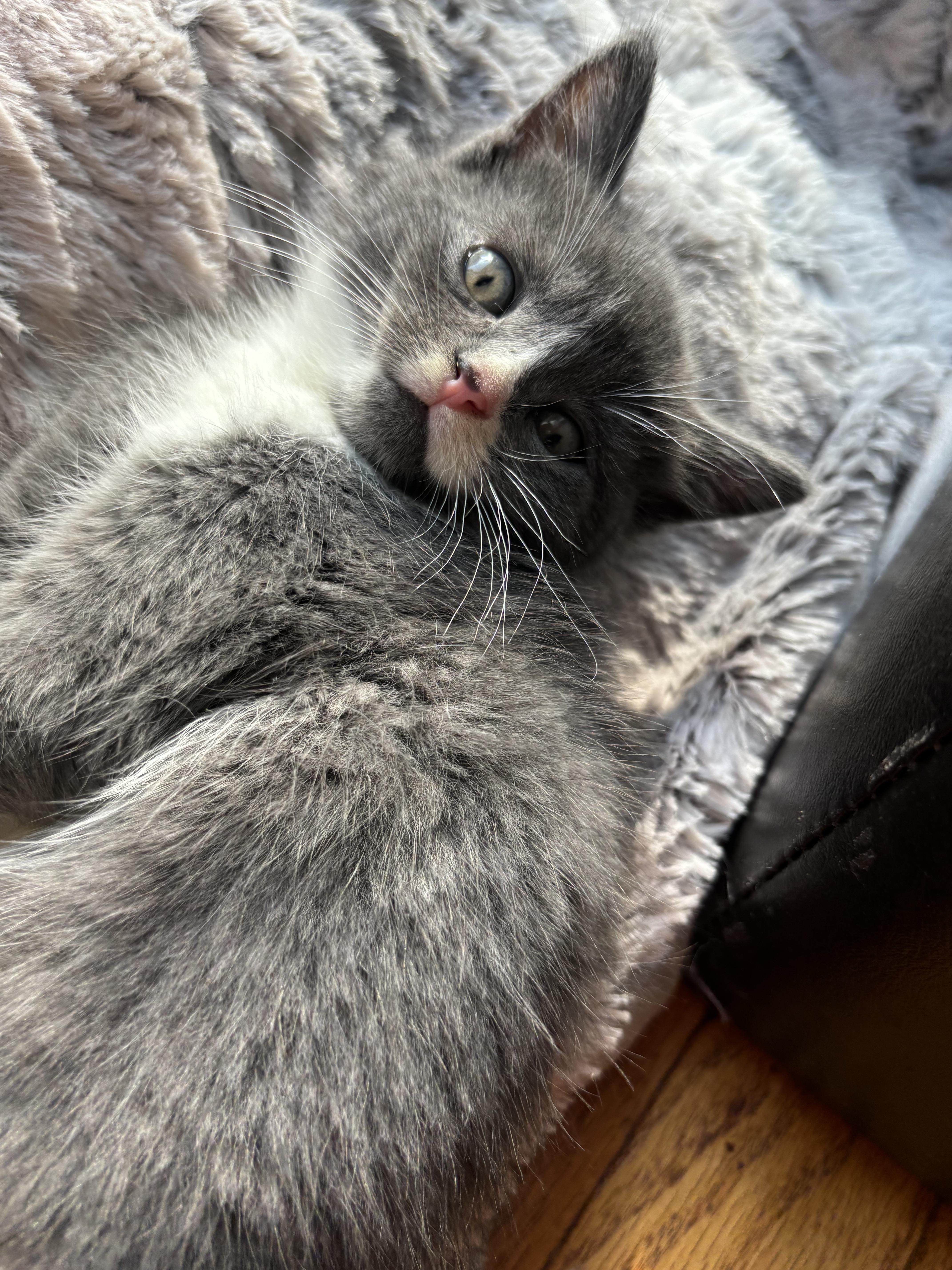 Cat for adoption Puddle, a Domestic Short Hair Mix in Syracuse, NY