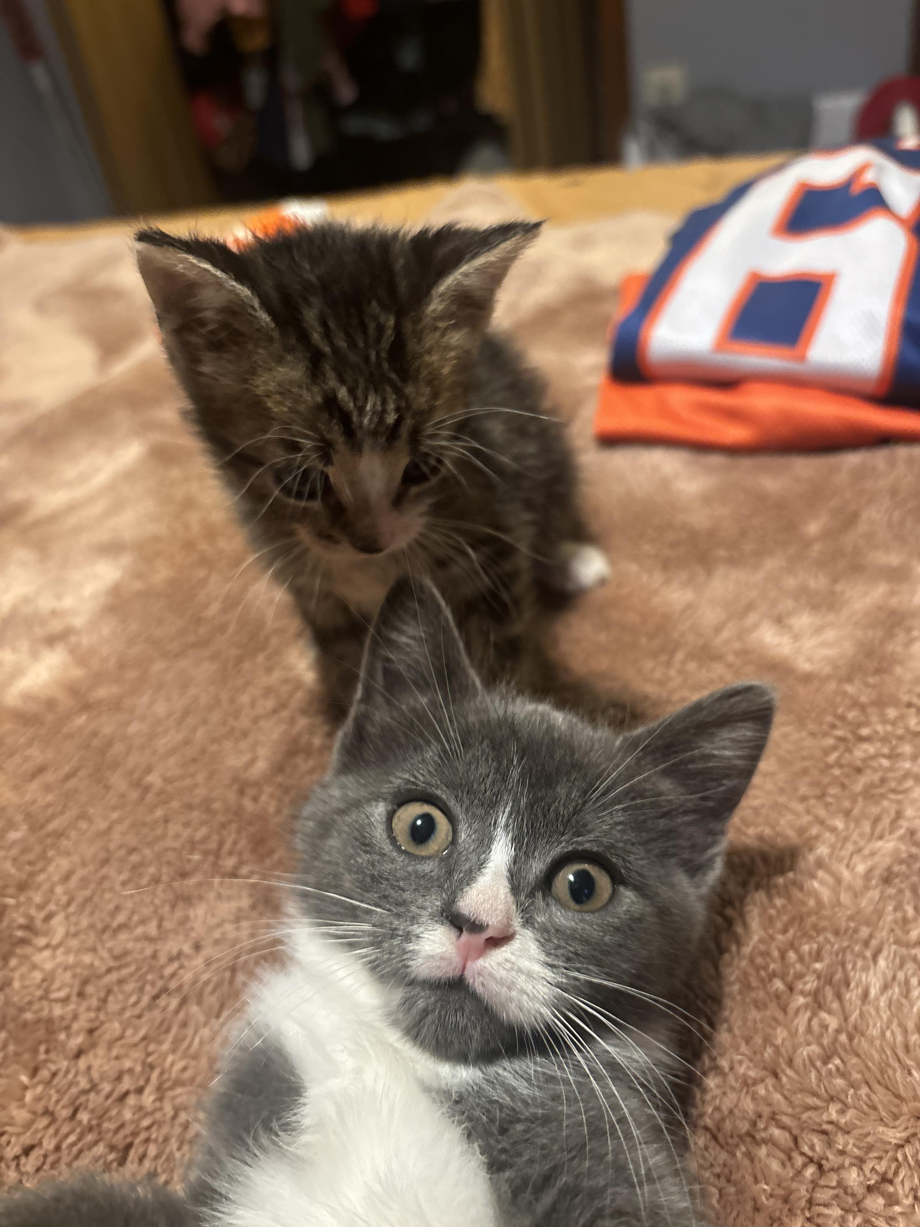 Cat for adoption Puddle, a Domestic Short Hair Mix in Syracuse, NY