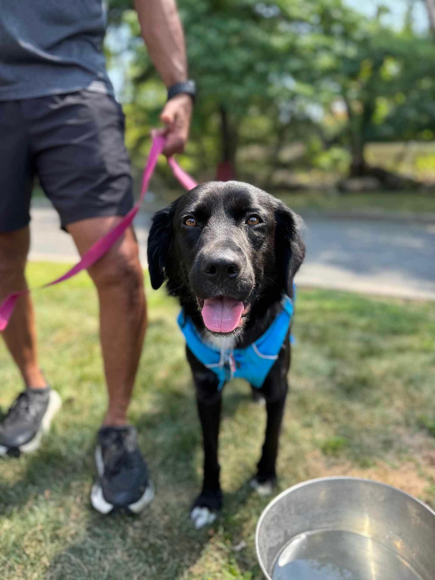 Enlarge Bart (Foster or Adopter Needed!), a Adoptable mixed breed in Westwood, NJ image 2/6