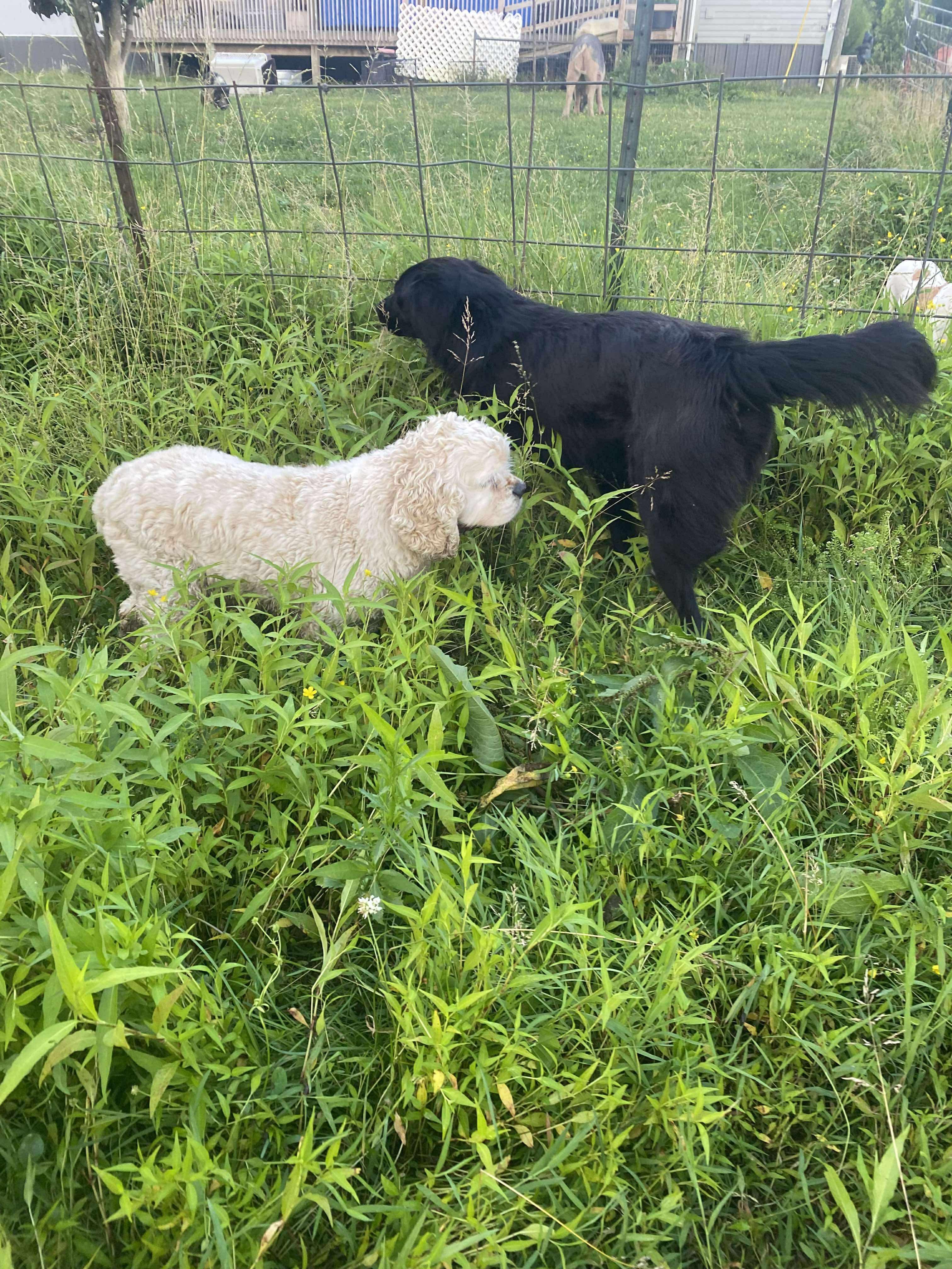 Enlarge Bart (Foster or Adopter Needed!), a Adoptable mixed breed in Westwood, NJ image 6/6