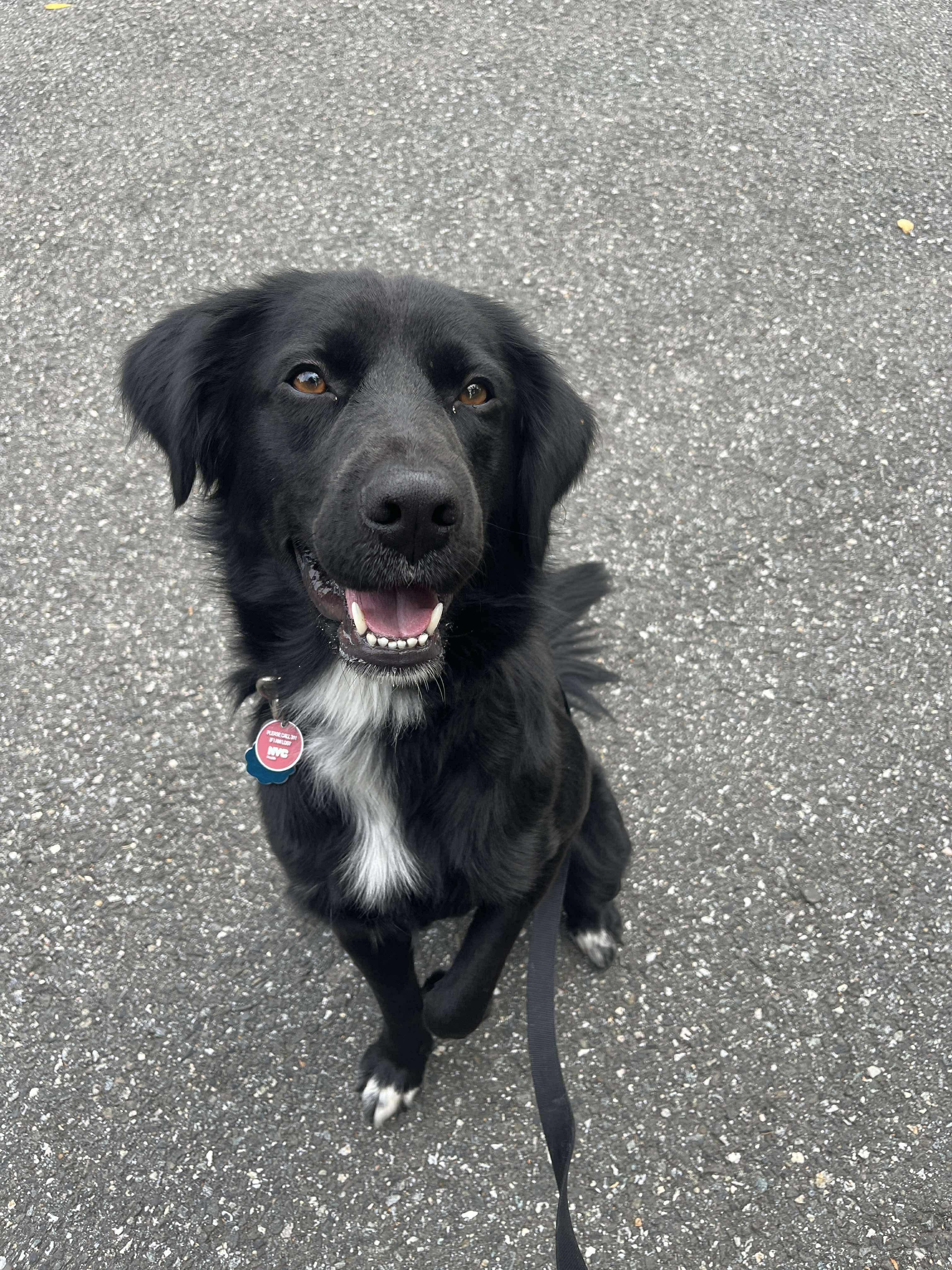 Bart (Foster or Adopter Needed!), Adoptable, Young Male Flat-Coated Retriever.
