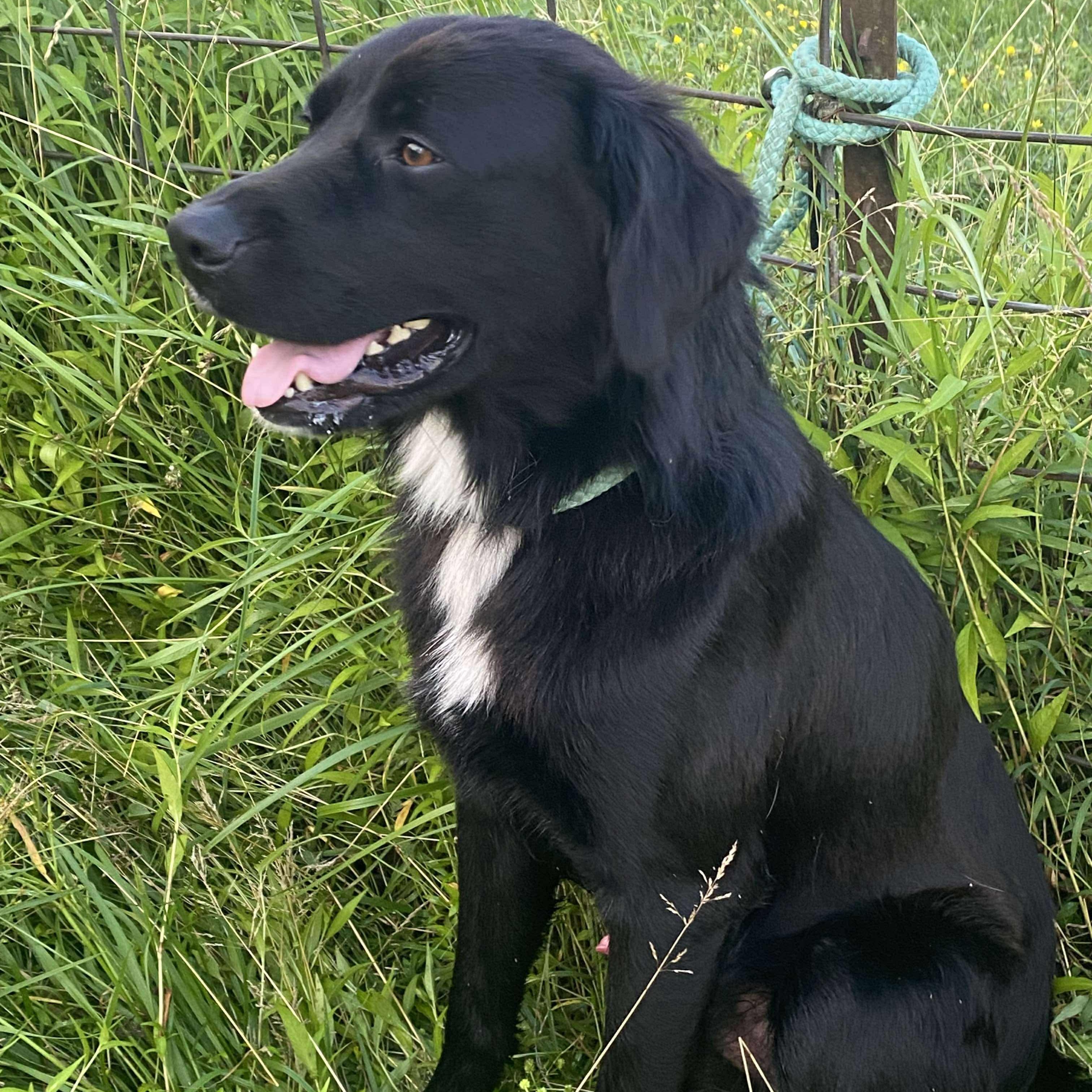 Enlarge Bart (Foster or Adopter Needed!), a Adoptable mixed breed in Westwood, NJ image 3/6