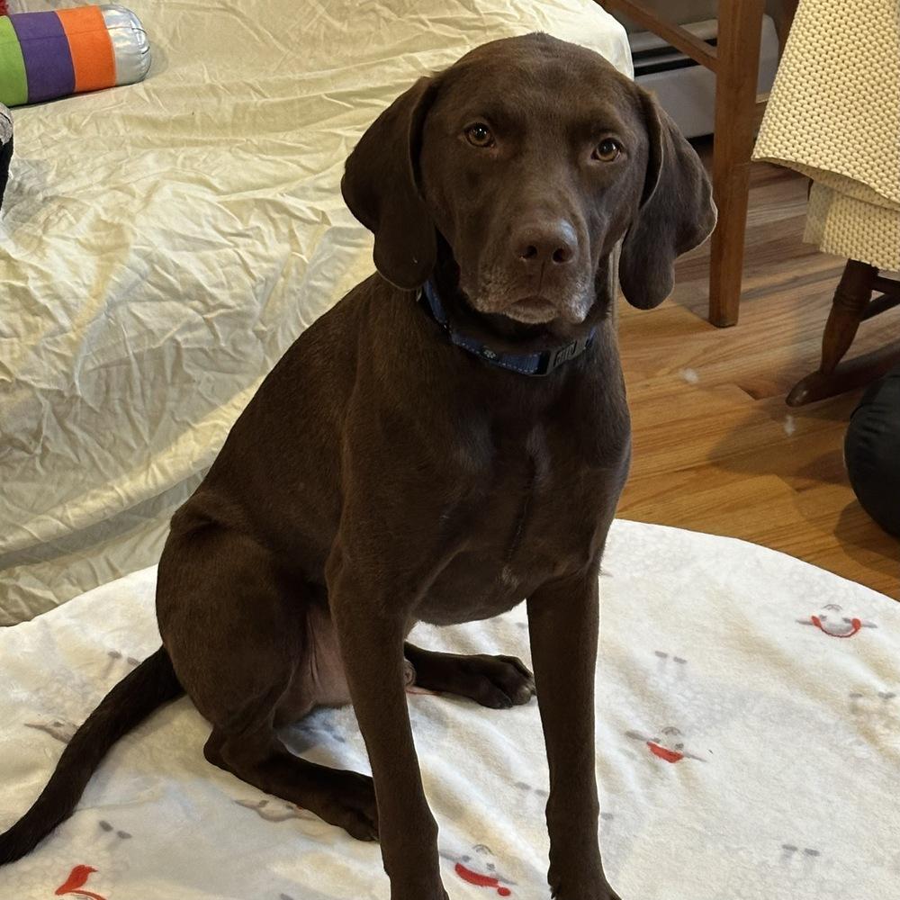 Enlarge Buddy, a Adoptable mixed breed in Boston, MA image 1/6