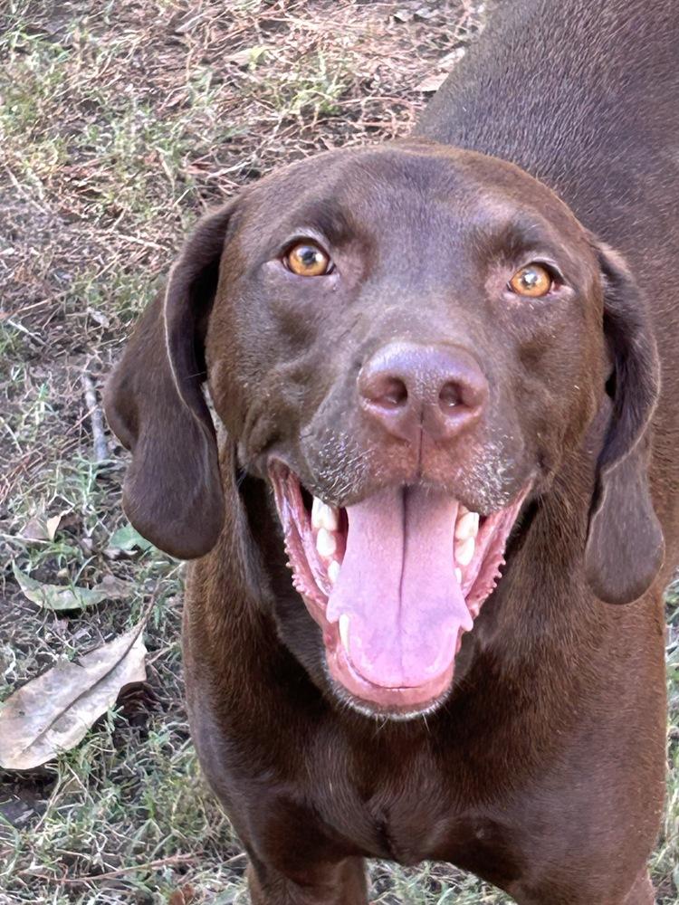 Enlarge Buddy, a Adoptable mixed breed in Boston, MA image 2/6
