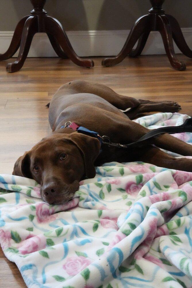 Enlarge Buddy, a Adoptable mixed breed in Boston, MA image 4/6