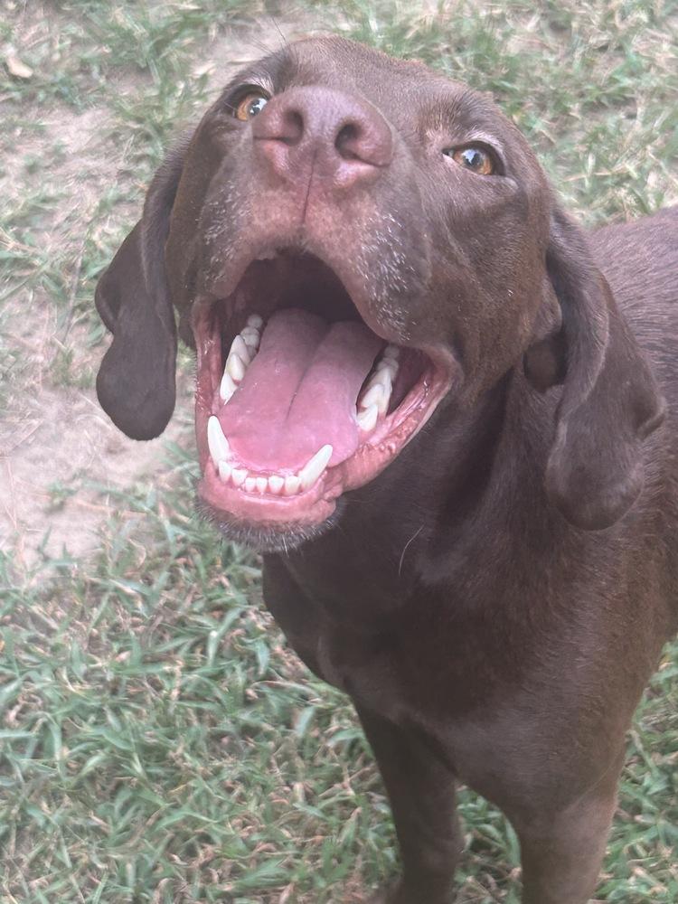 Enlarge Buddy, a Adoptable mixed breed in Boston, MA image 5/6
