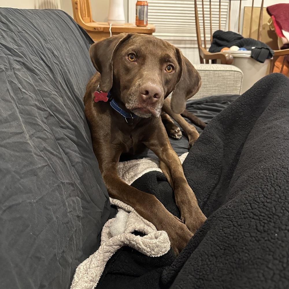 Enlarge Buddy, a Adoptable mixed breed in Boston, MA image 6/6