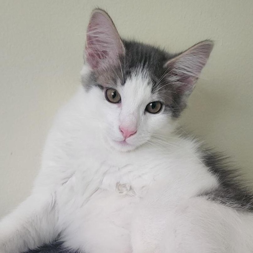 Tubby, Baby Male Domestic Short Hair