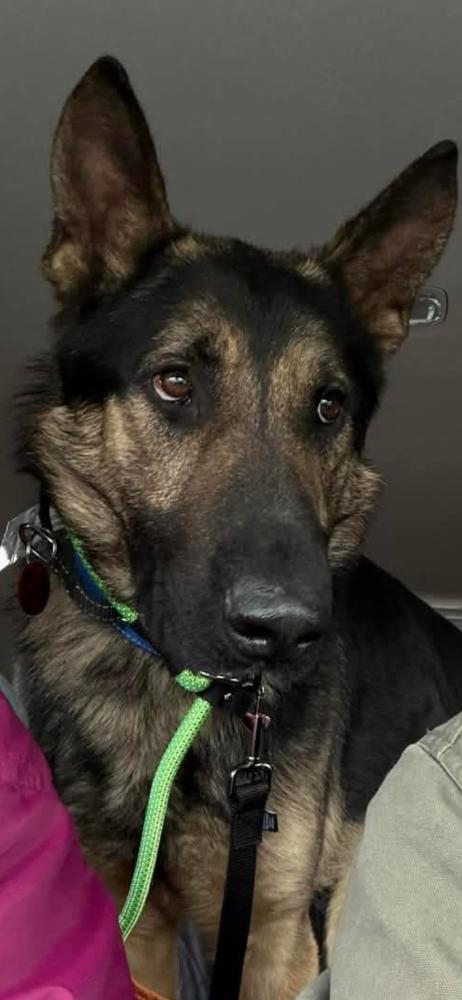 Eldon, Adoptable, Adult Male German Shepherd Dog.