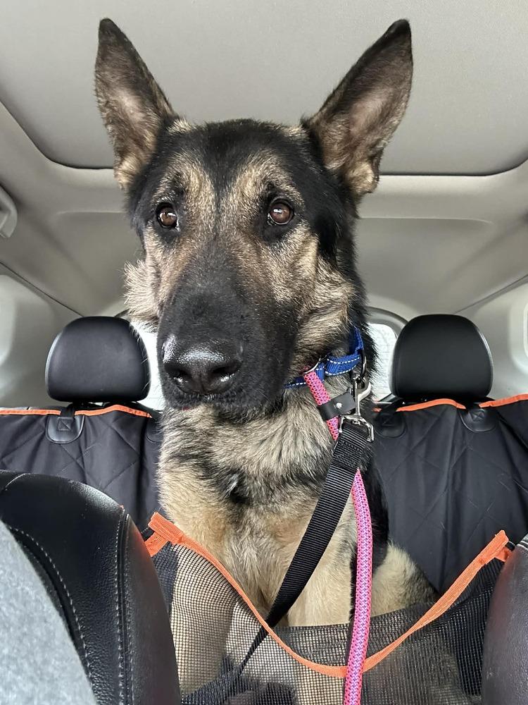 Enlarge Eldon, a Adoptable German Shepherd Dog in Suamico, WI image 3/4