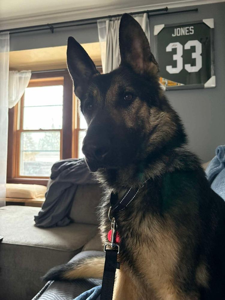 Enlarge Eldon, a Adoptable German Shepherd Dog in Suamico, WI image 4/4
