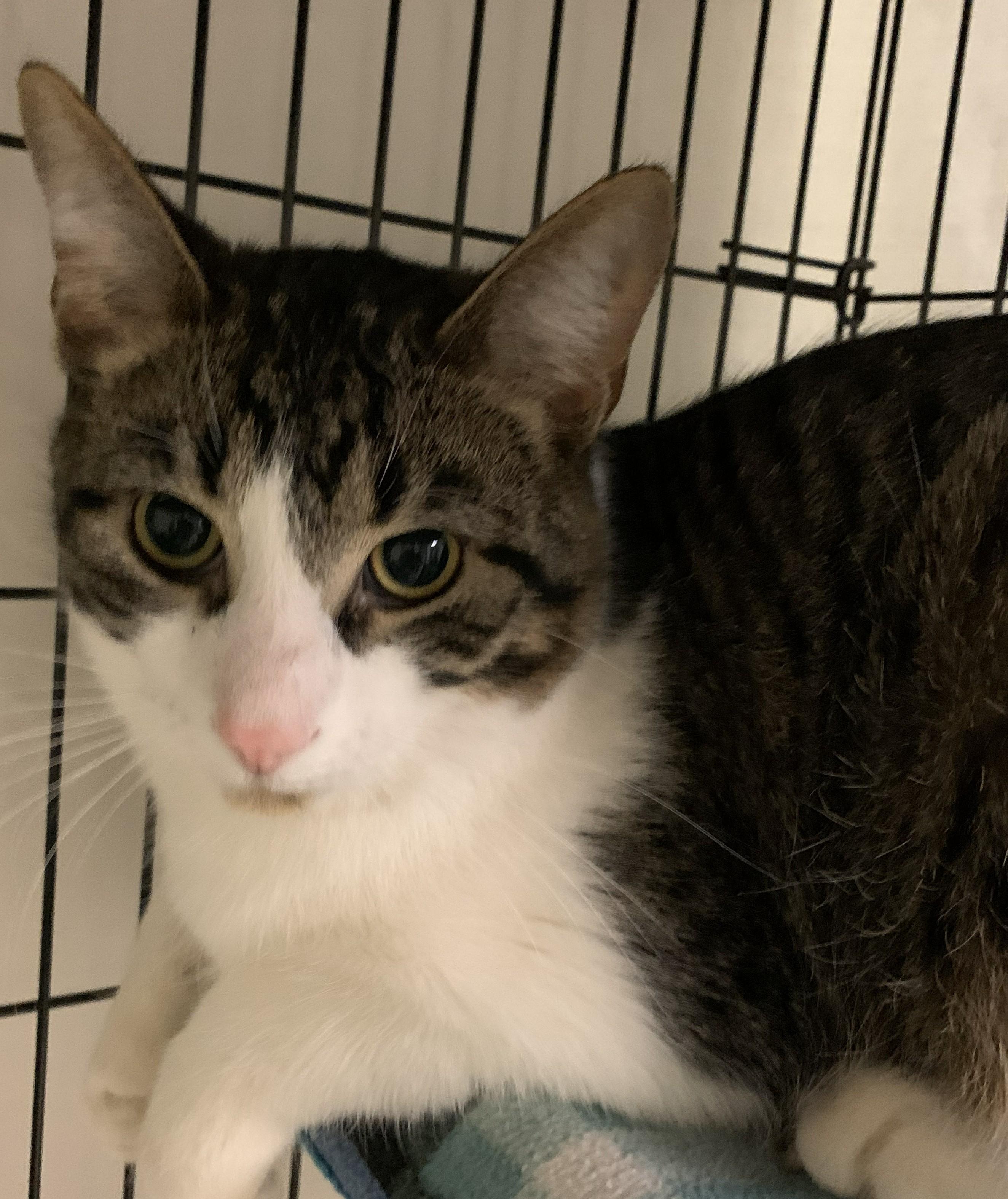 Zircon25, ADOPTABLE, Young Male Domestic Short Hair.