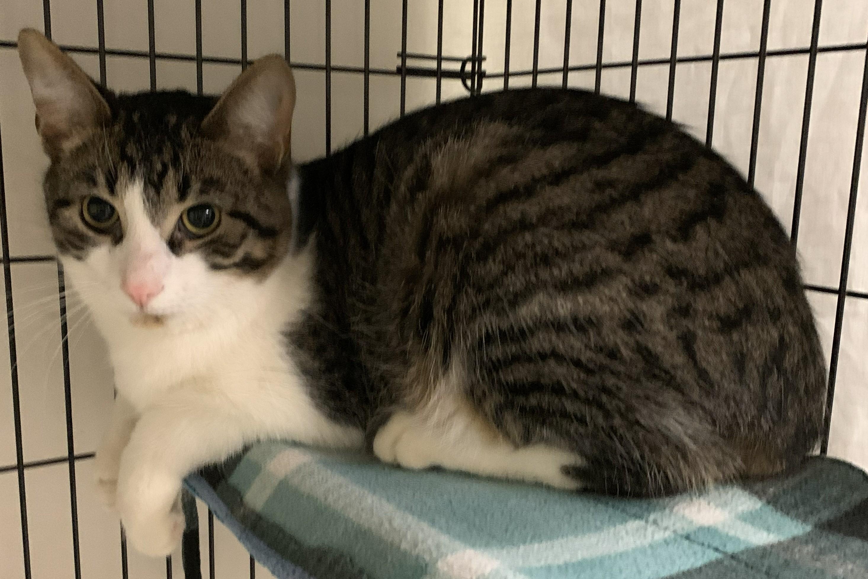 Enlarge Zircon25, a ADOPTABLE Domestic Short Hair in Milwaukee, WI image 4/5