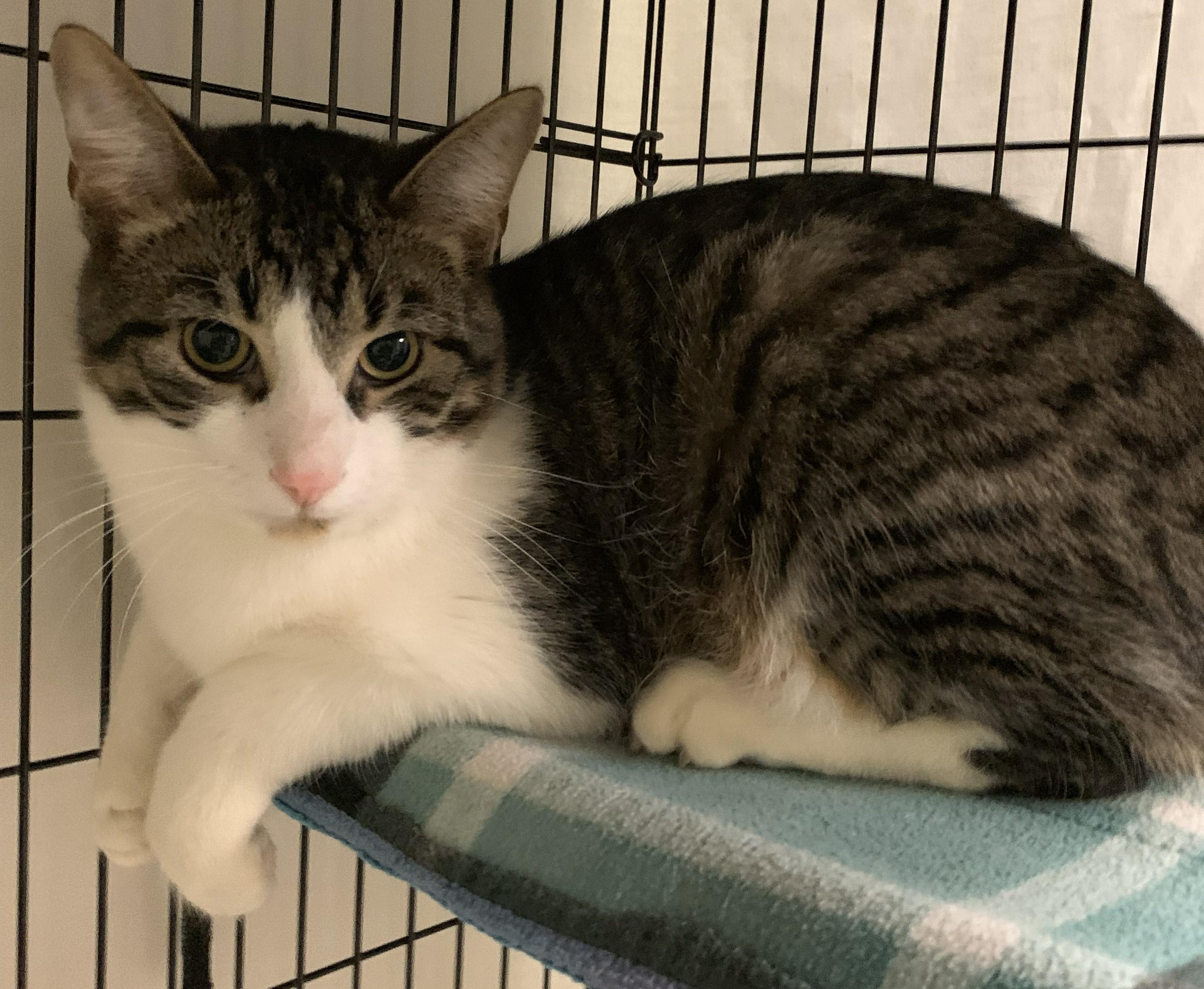 Enlarge Zircon25, a ADOPTABLE Domestic Short Hair in Milwaukee, WI image 5/5