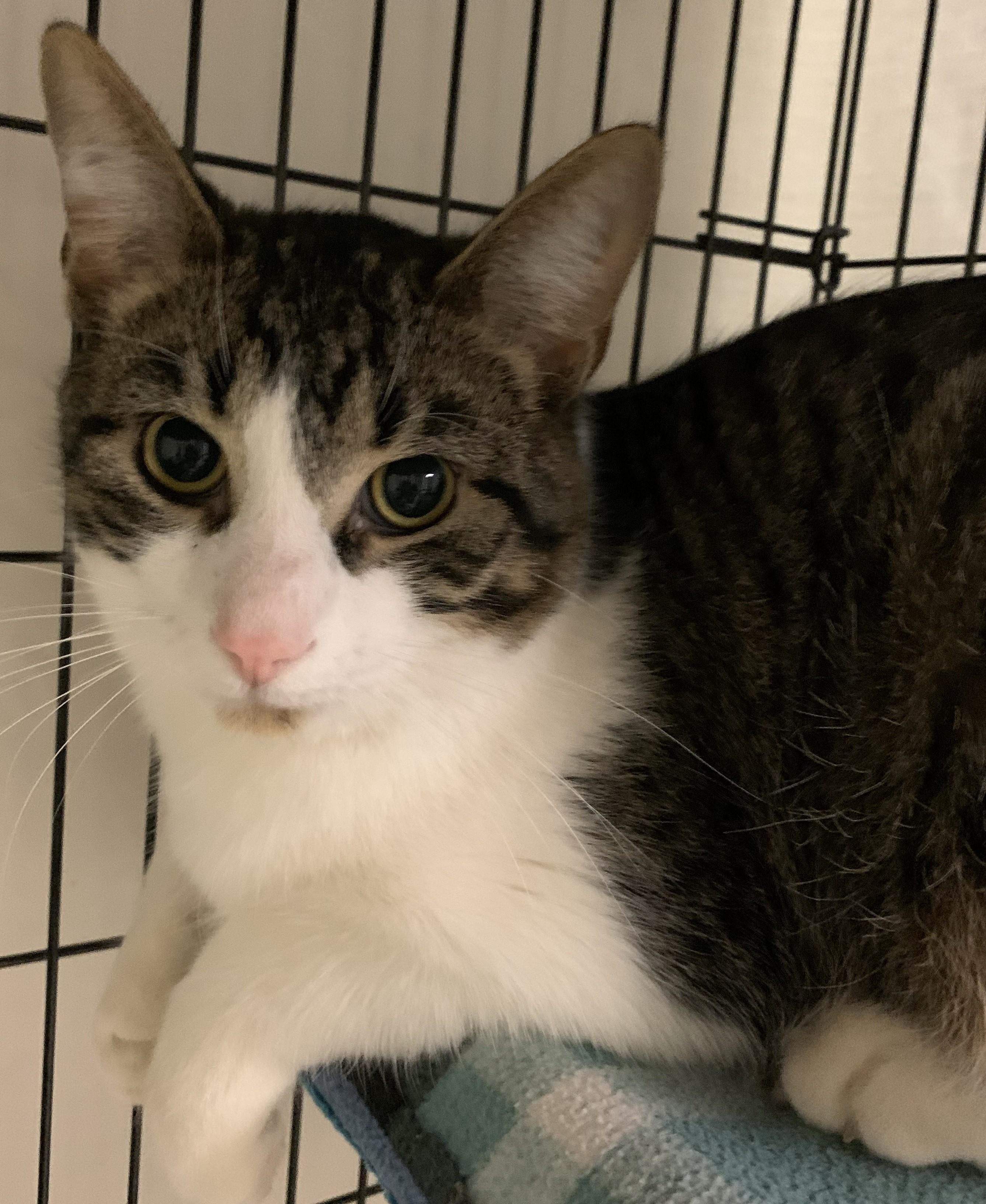 Enlarge Zircon25, a ADOPTABLE Domestic Short Hair in Milwaukee, WI image 3/5