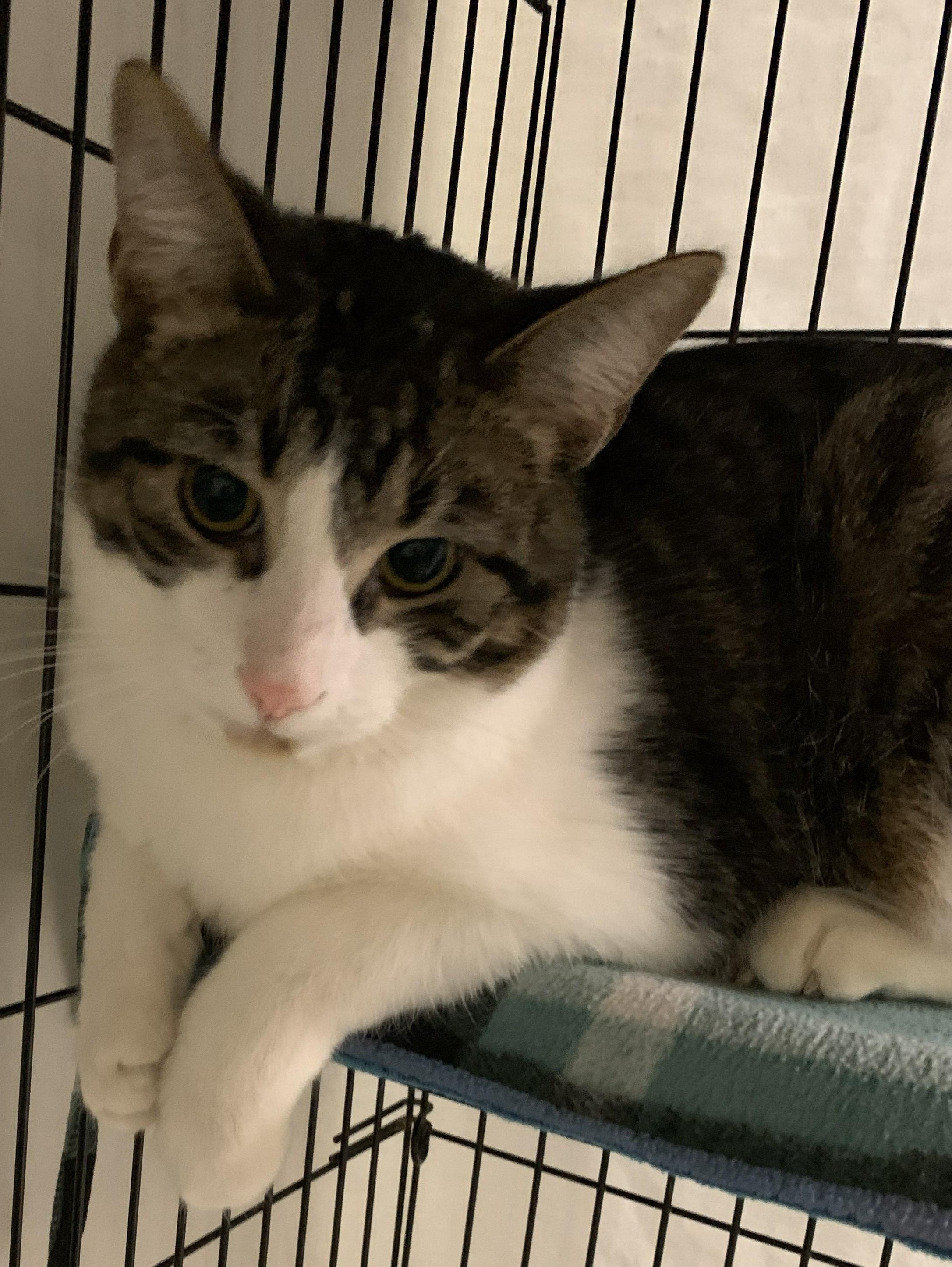 Enlarge Zircon25, a ADOPTABLE Domestic Short Hair in Milwaukee, WI image 2/5