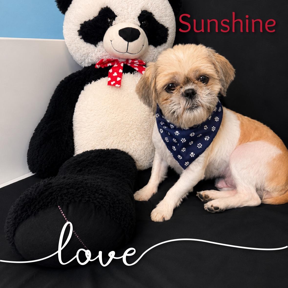 Enlarge Sunshine, an adopted mixed breed in Fredericksburg, VA image 6/6