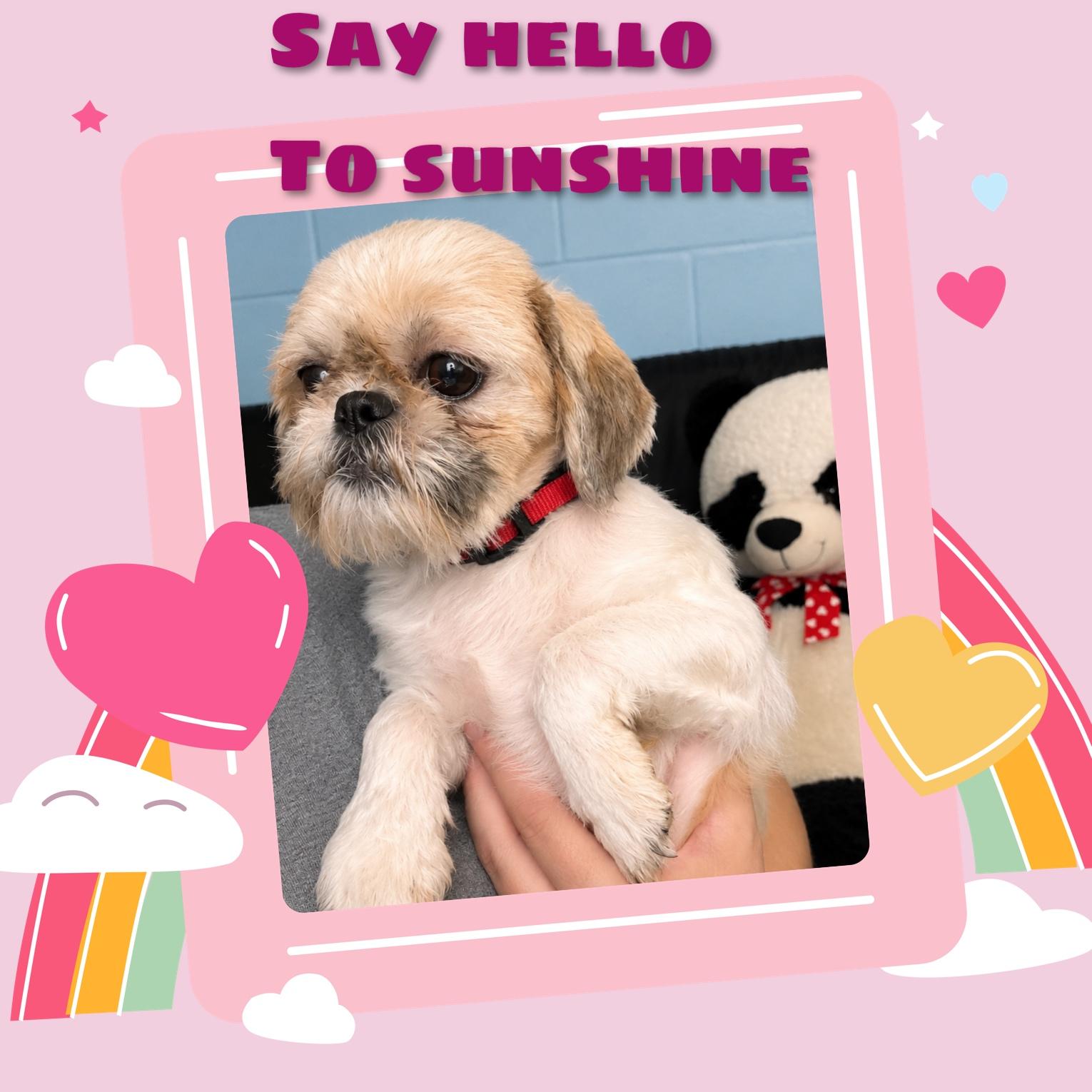 Enlarge Sunshine, an adopted mixed breed in Fredericksburg, VA image 5/6