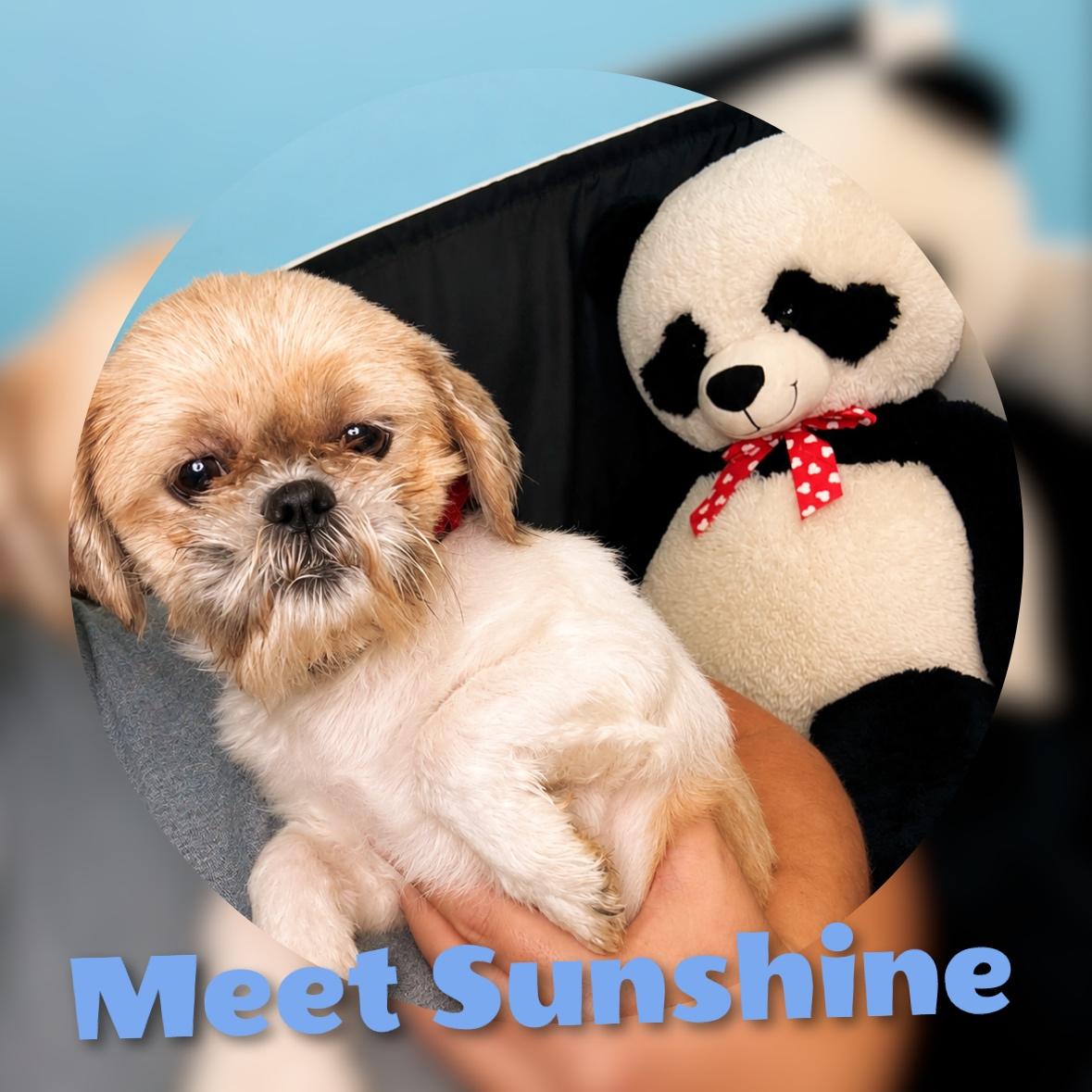 Enlarge Sunshine, an adopted mixed breed in Fredericksburg, VA image 3/6
