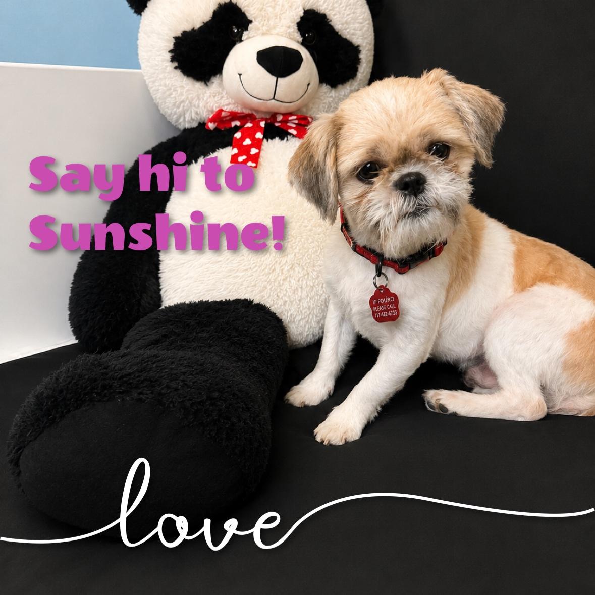Enlarge Sunshine, an adopted mixed breed in Fredericksburg, VA image 2/6