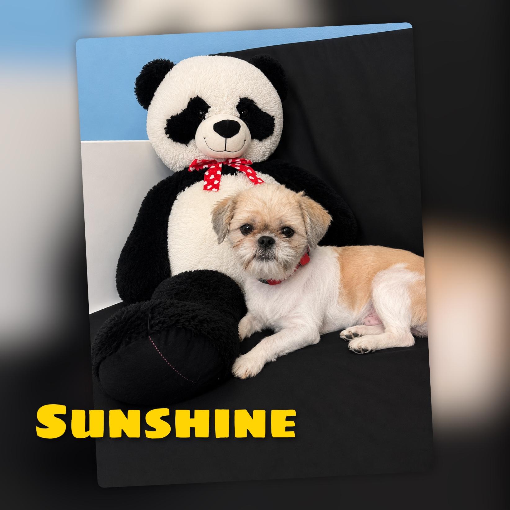 Enlarge Sunshine, an adopted mixed breed in Fredericksburg, VA image 1/6