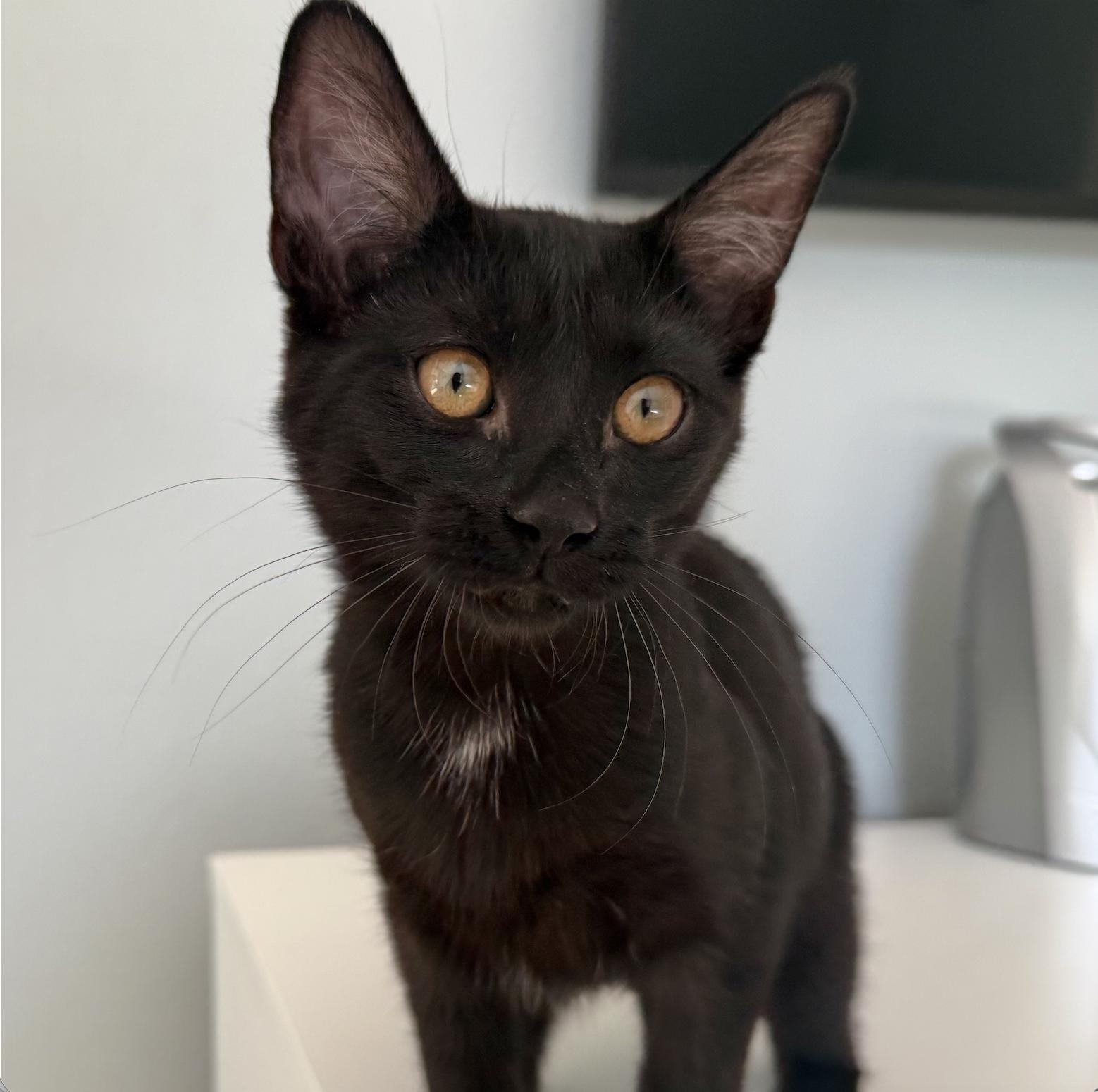 Fergie, Adoptable, Kitten Female Domestic Short Hair.