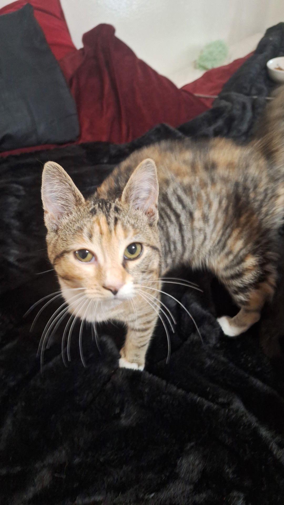 Enlarge Bella , a ADOPTABLE Domestic Short Hair in New Britain, CT image 4/4