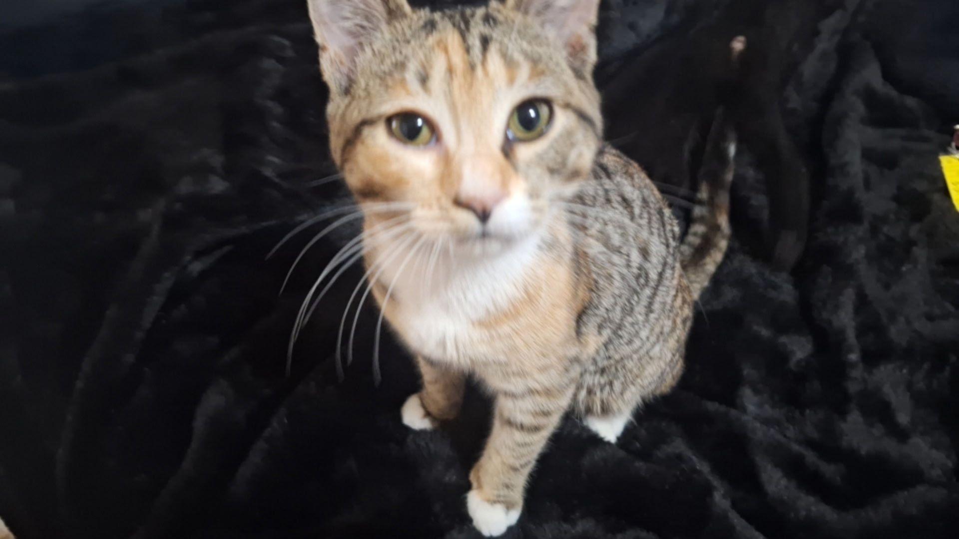 Enlarge Bella , a ADOPTABLE Domestic Short Hair in New Britain, CT image 2/4