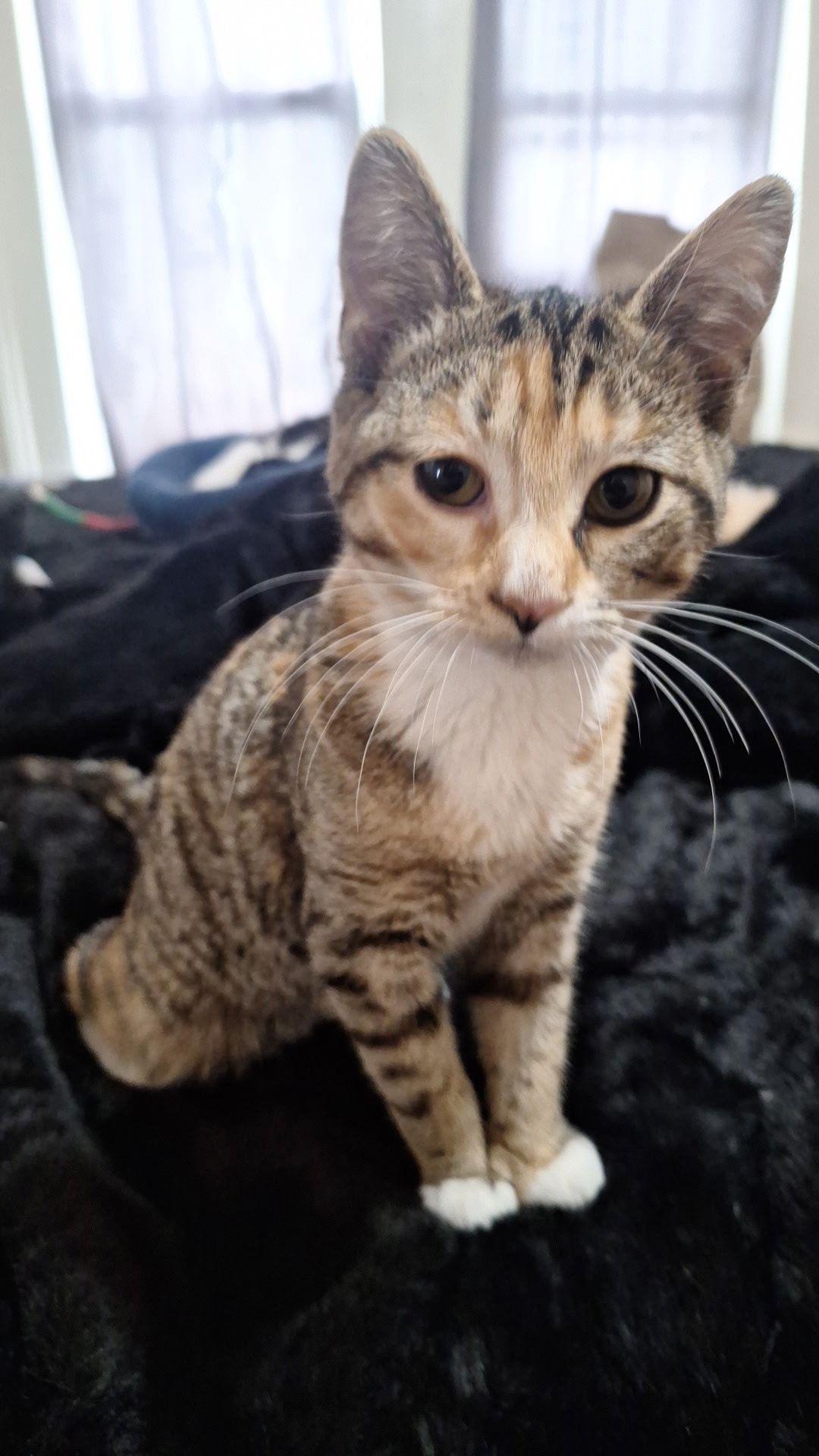 Enlarge Bella , a ADOPTABLE Domestic Short Hair in New Britain, CT image 1/4