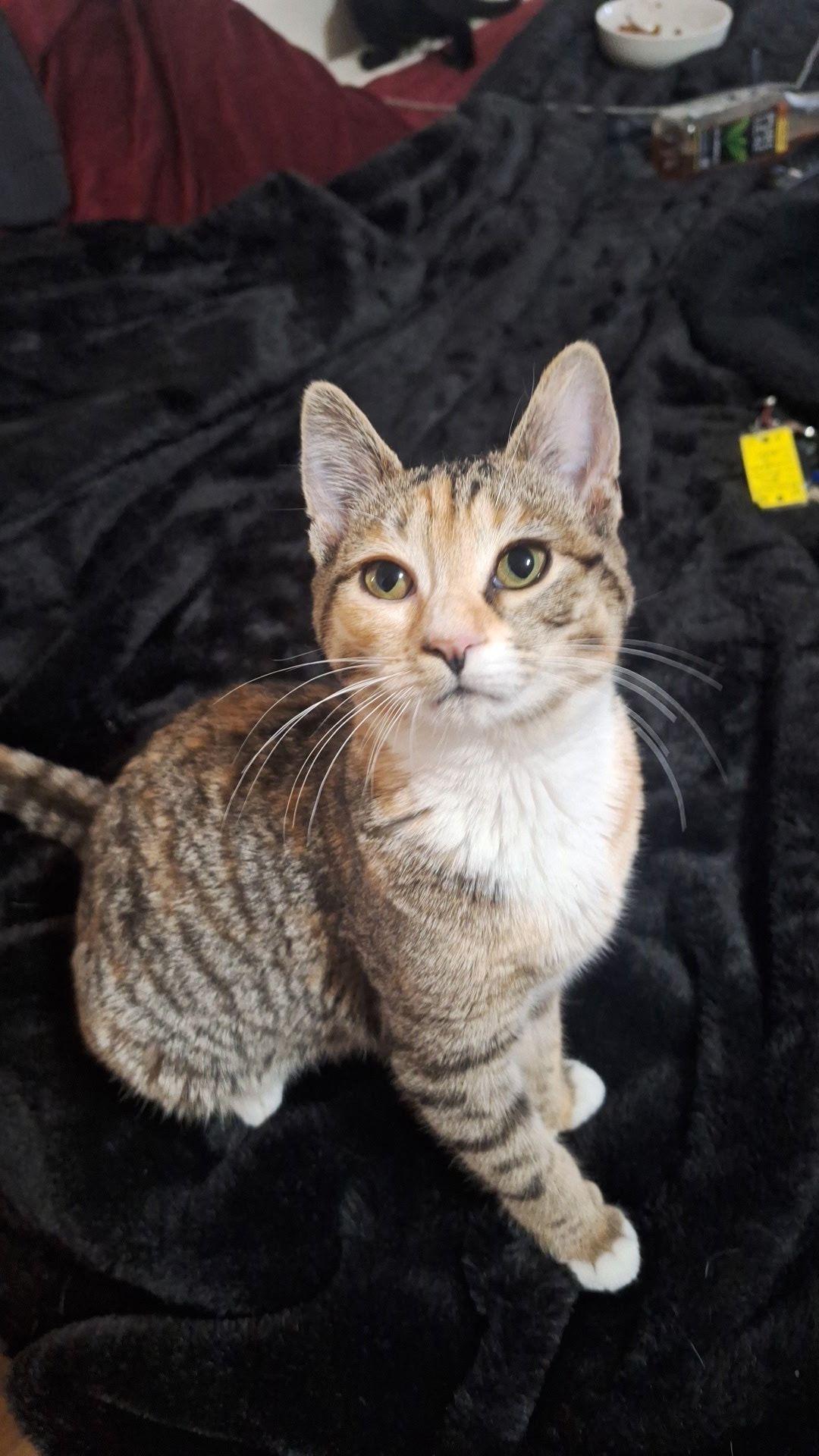 Enlarge Bella , a ADOPTABLE Domestic Short Hair in New Britain, CT image 3/4