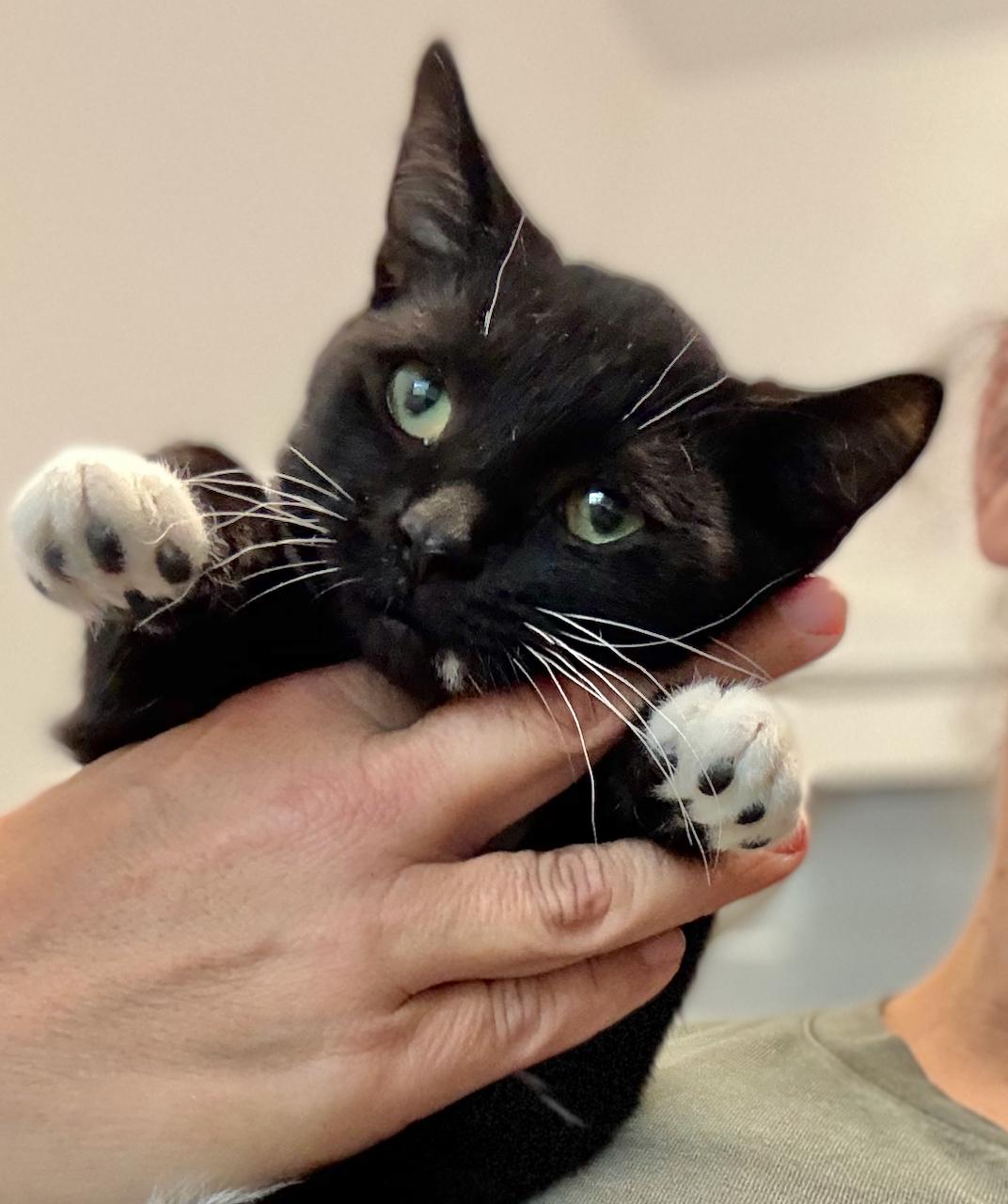 Emma, an adoptable Domestic Short Hair in St Stephen, NB, E3L 2X2 | Photo Image 2