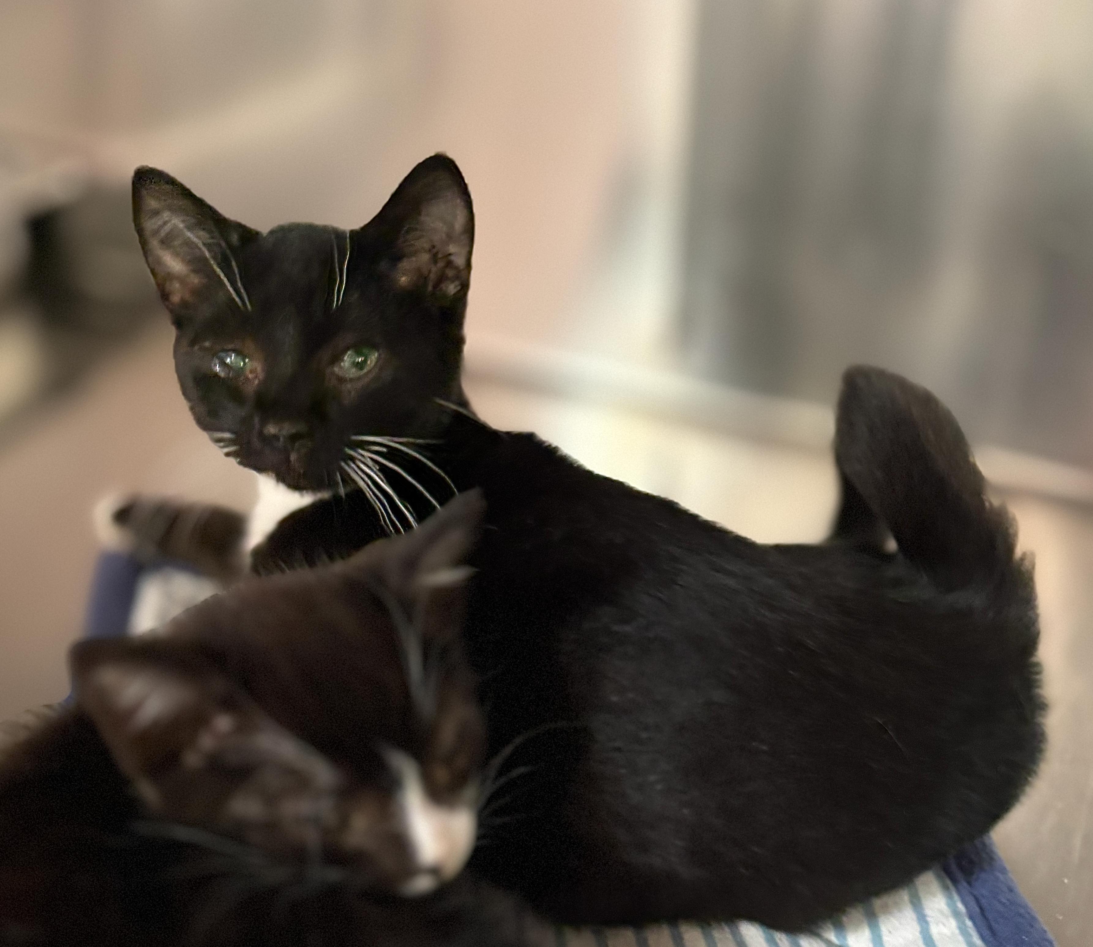 Emma, an adoptable Domestic Short Hair in St Stephen, NB, E3L 2X2 | Photo Image 3