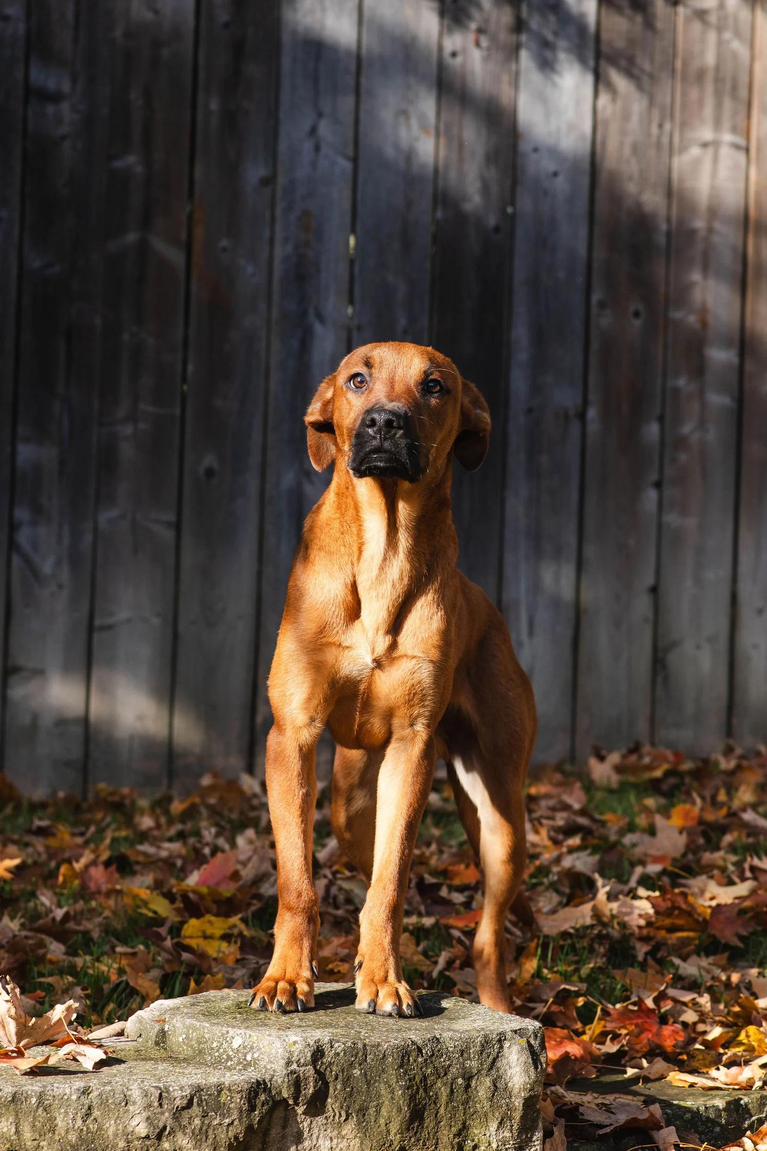 Enlarge CHUCK, an adopted Mixed Breed in North York, ON image 5/6