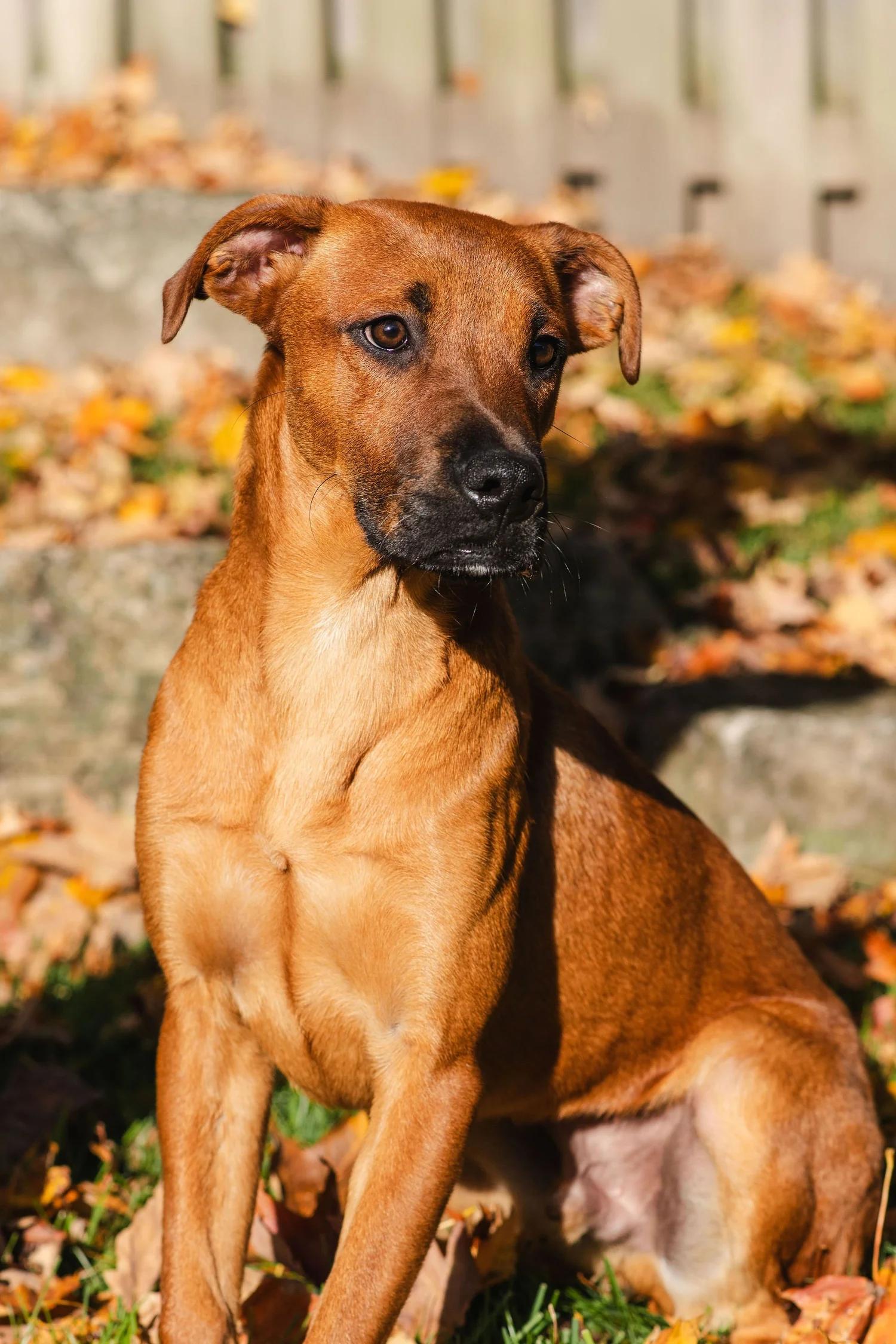 CHUCK, adopted, Young Male Mixed Breed.