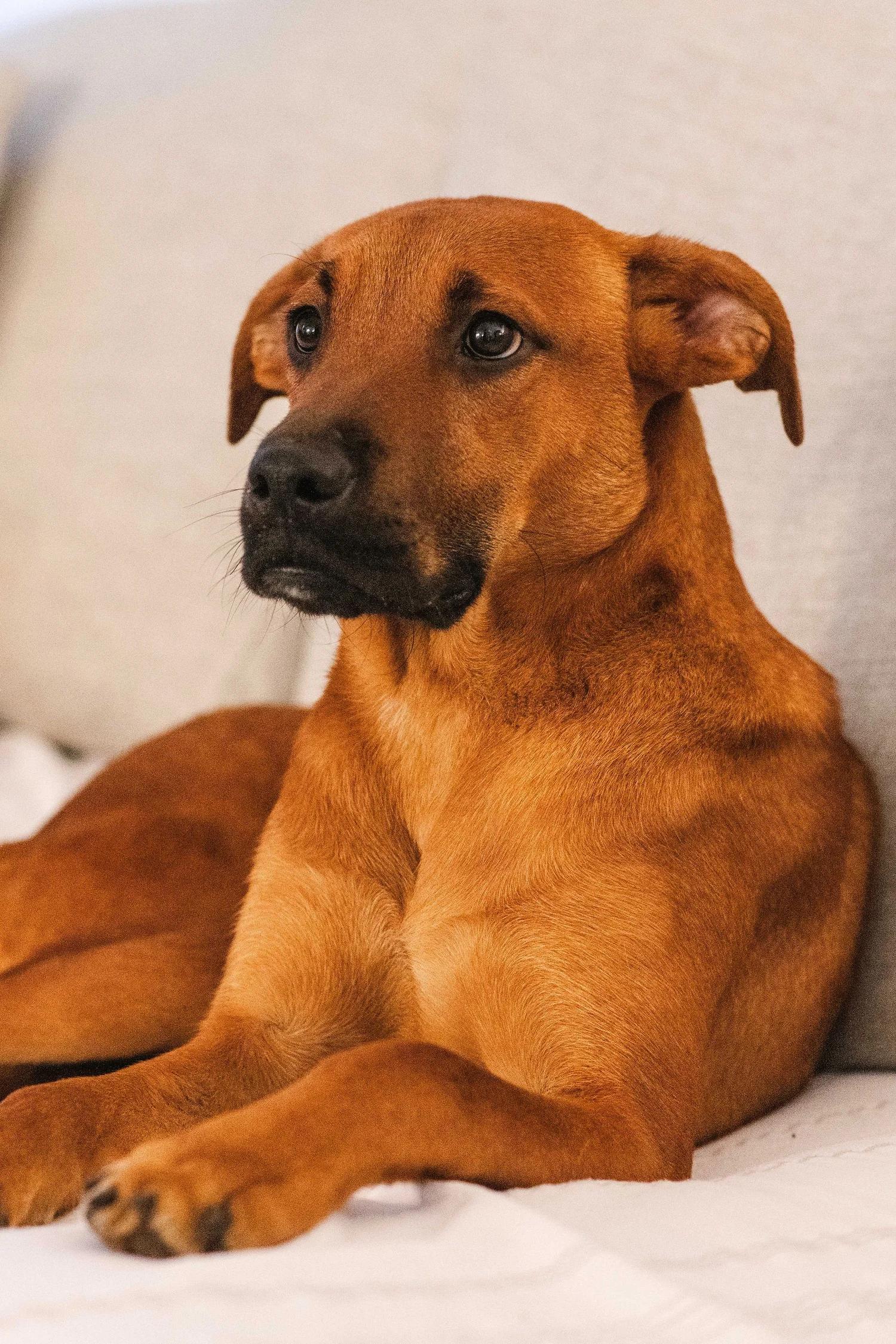 Enlarge CHUCK, an adopted Mixed Breed in North York, ON image 4/6