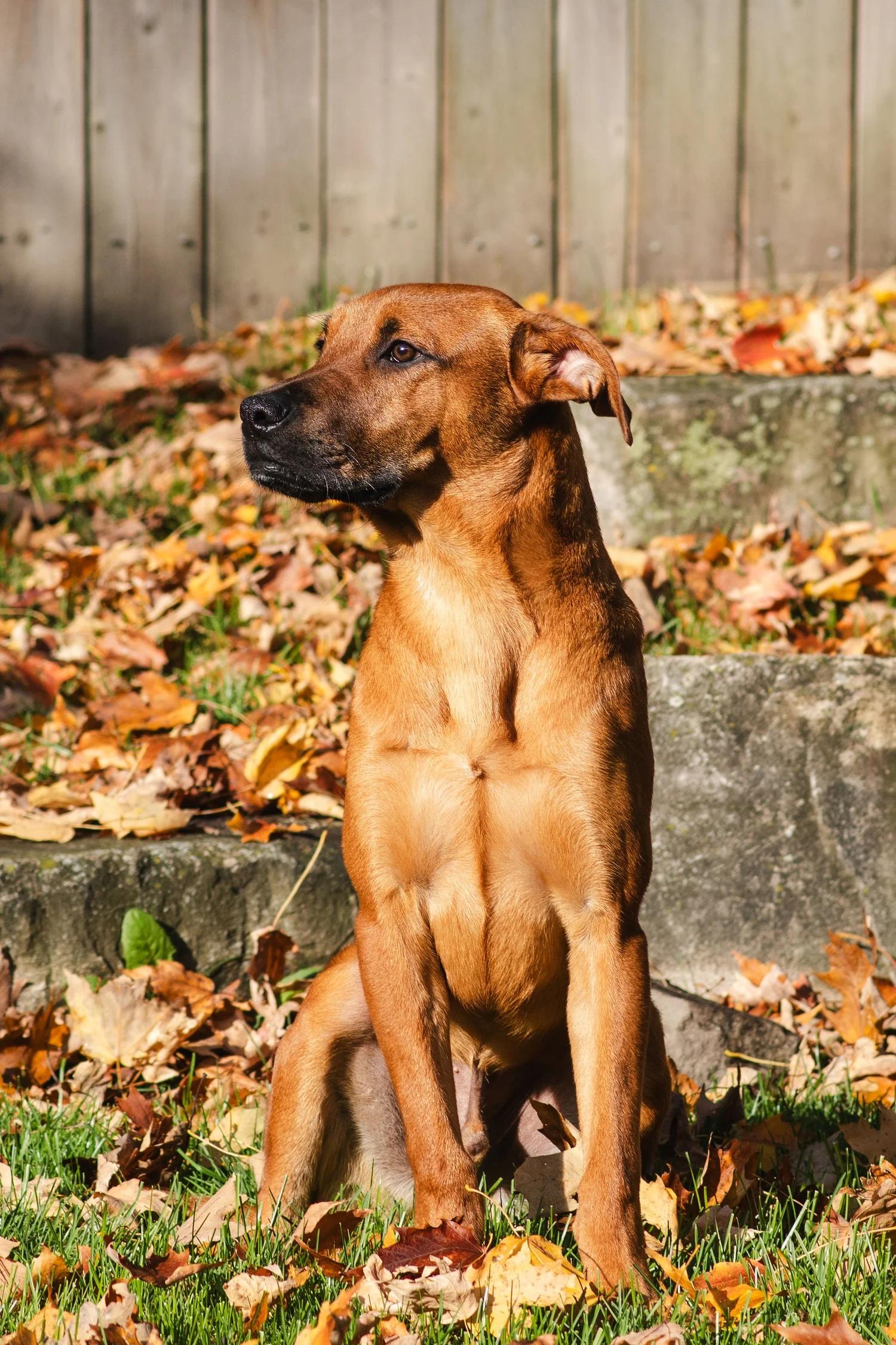 Enlarge CHUCK, an adopted Mixed Breed in North York, ON image 3/6
